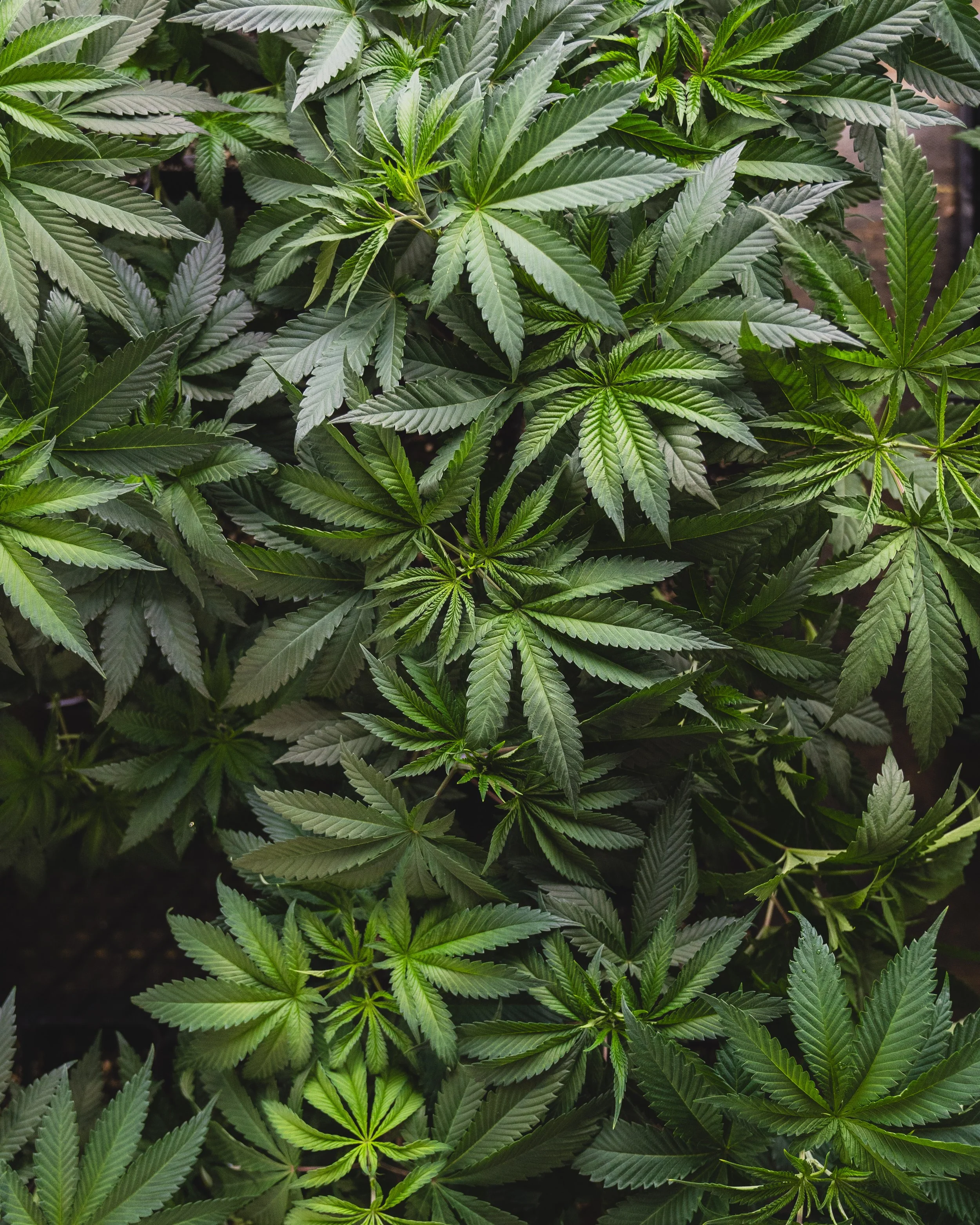 Dense collection of cannabis leaves with serrated edges, vibrant green color, and palmately compound leaf structure.