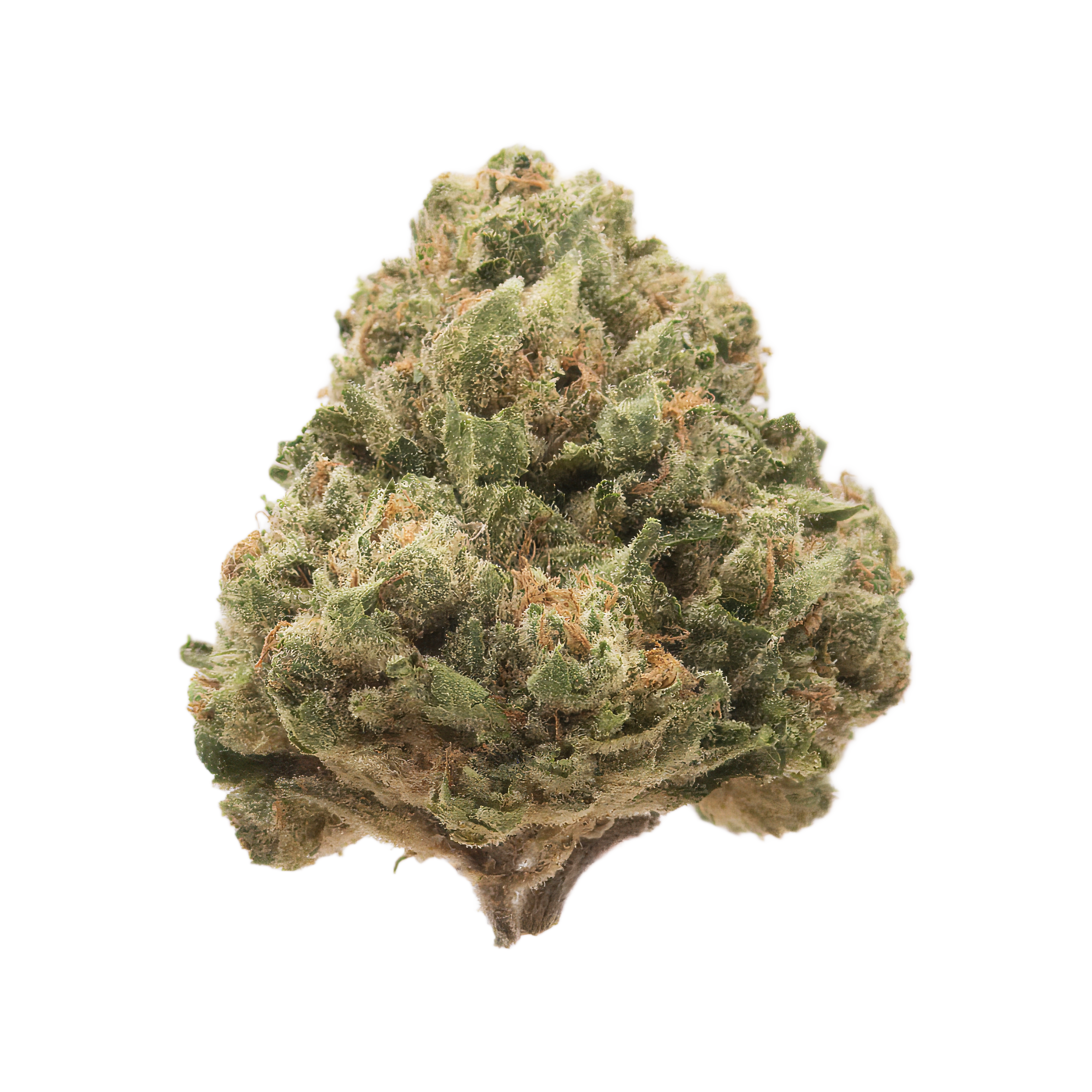 Close-up of a cannabis bud with green leaves and orange hairs, covered in trichomes, against a white background.