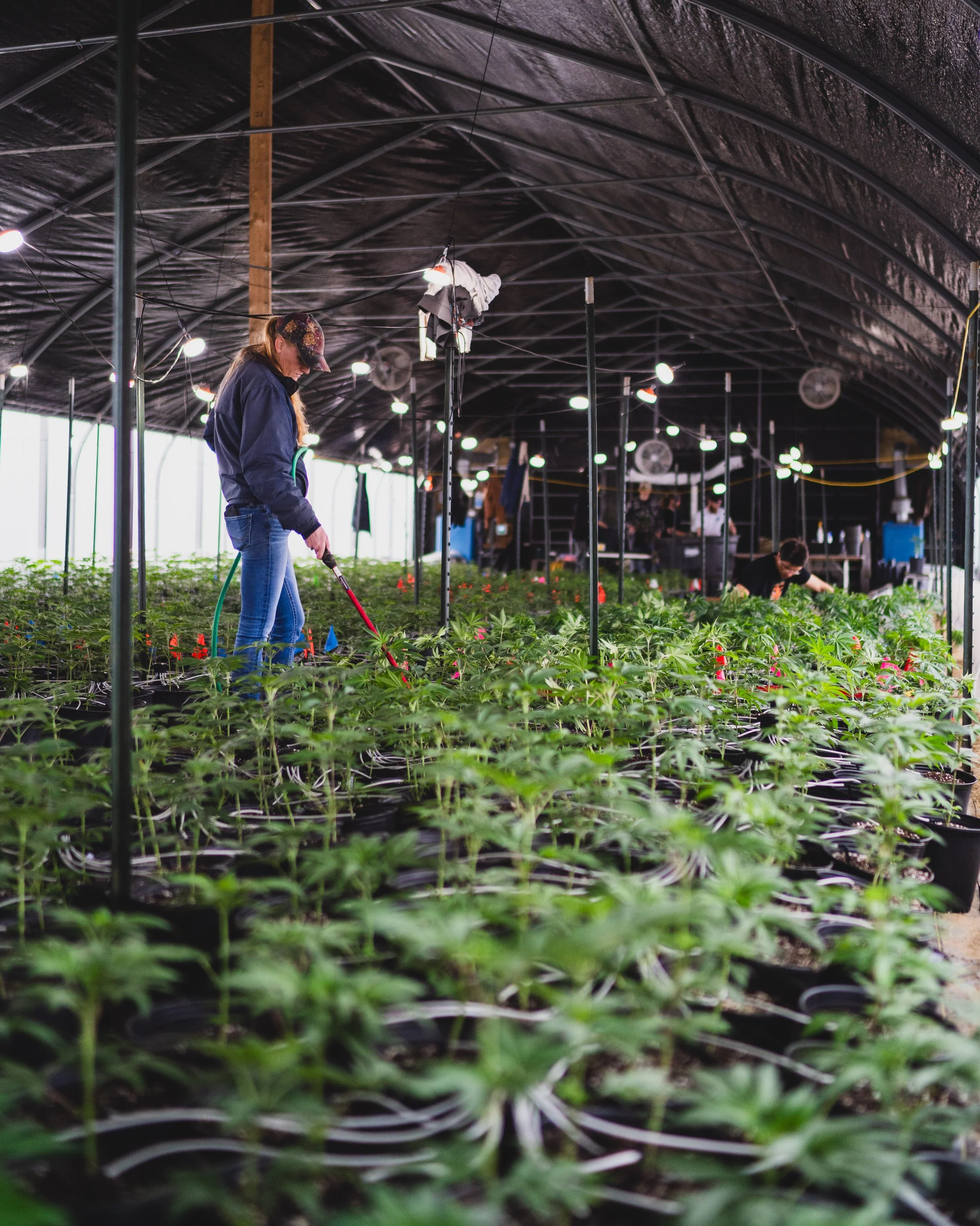 People working in a greenhouse on cannabis plants, with overhead lighting and drip irrigation system.