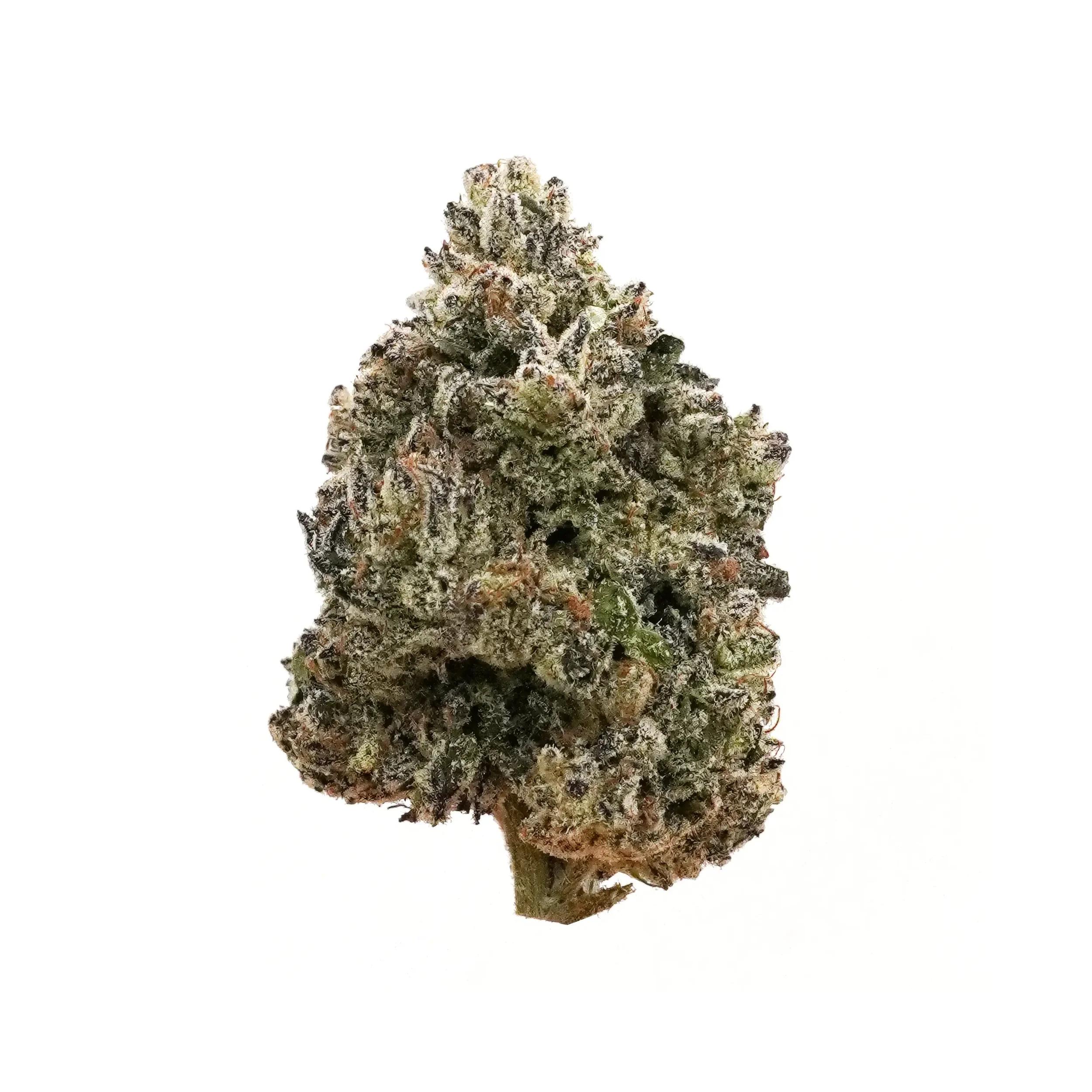 Close-up of a cannabis bud against a white background.