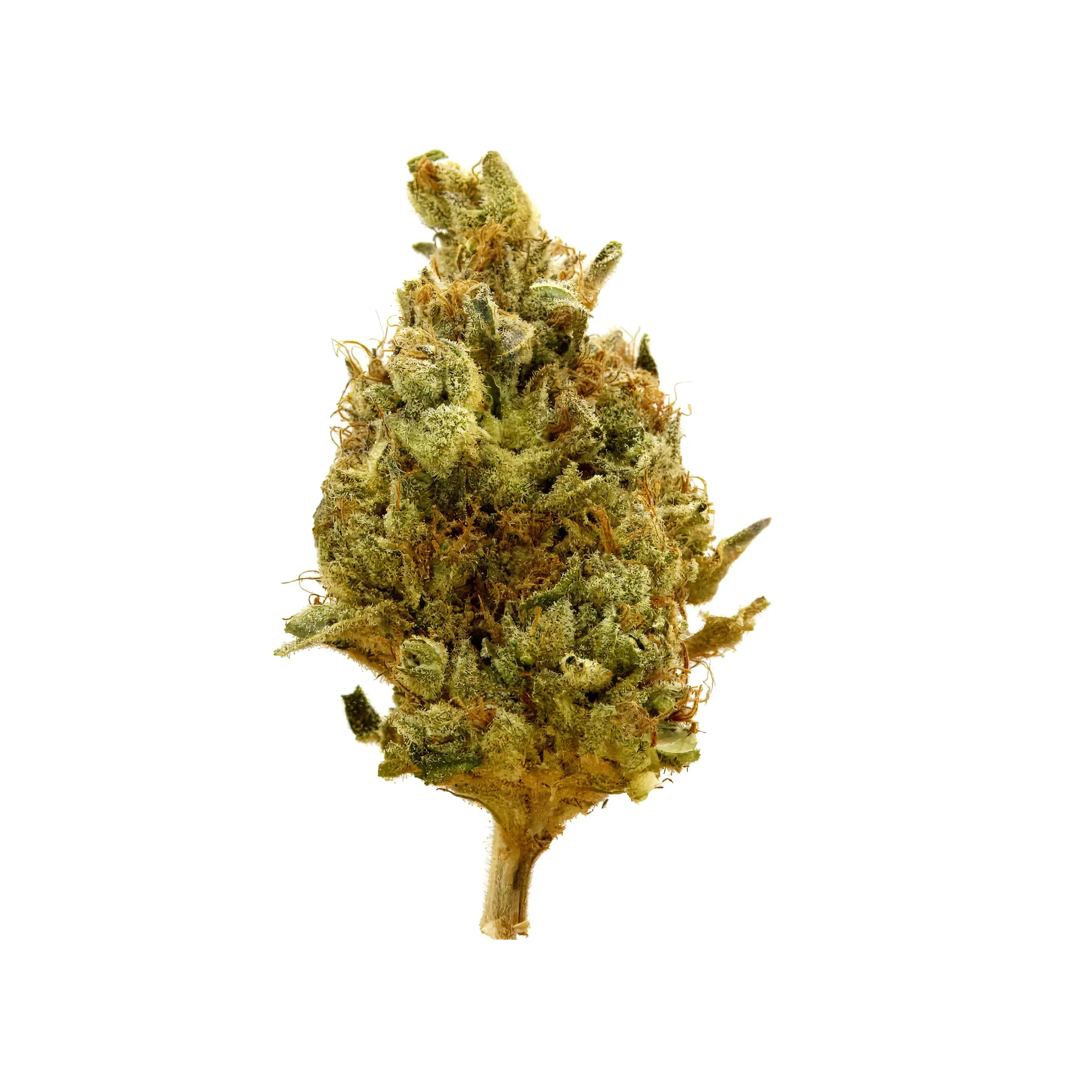 Close-up of a cannabis bud with green and orange hues and frosty trichomes on a white background.