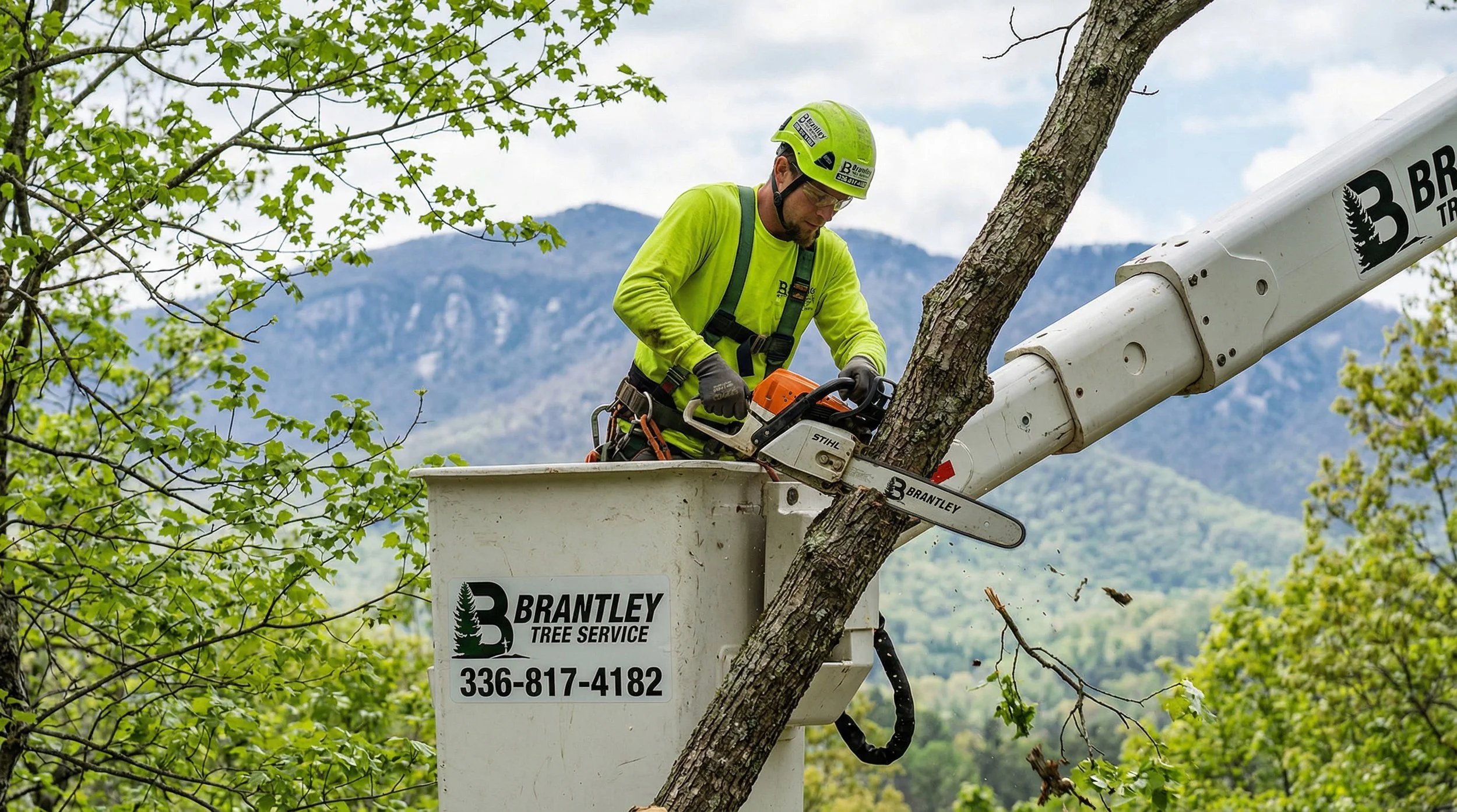 From Sapling to Safety Risk: Understanding Tree Growth and When Removal Becomes Necessary in North Carolina