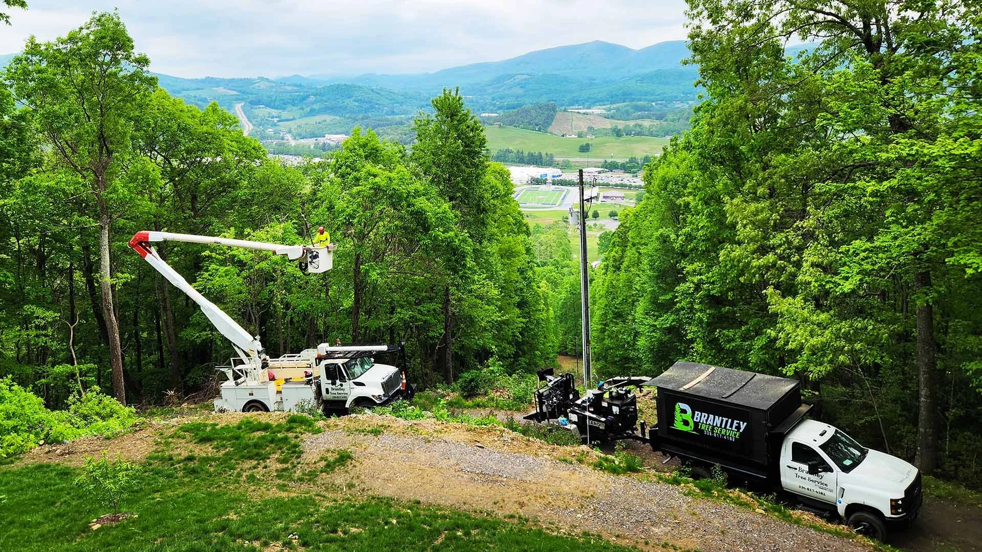 What Healthy Trees Look Like in Ashe County: A June Guide for Homeowners in the Blue Ridge Mountains