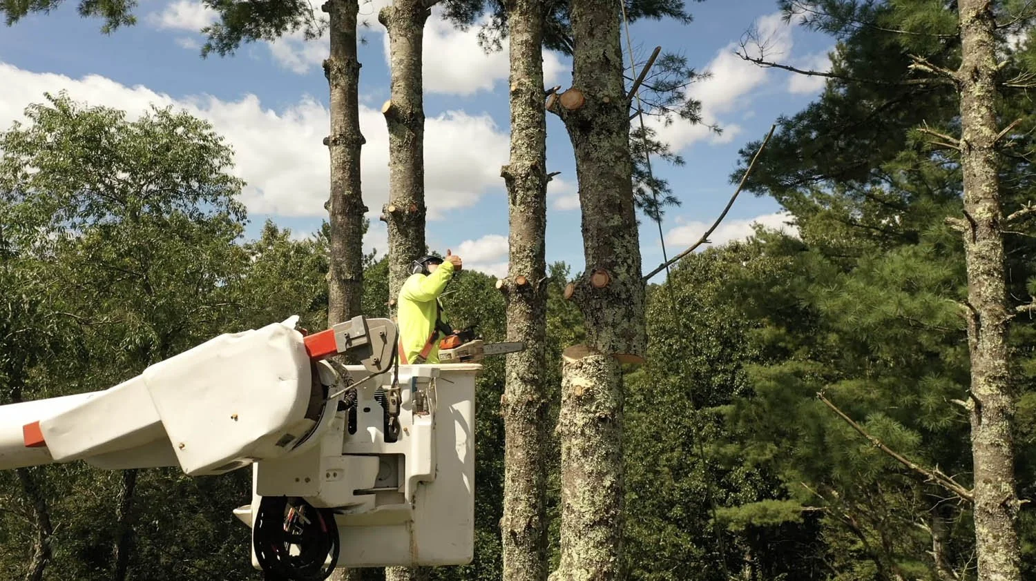 brantley-tree-service-jefferson-nc-96.jpg