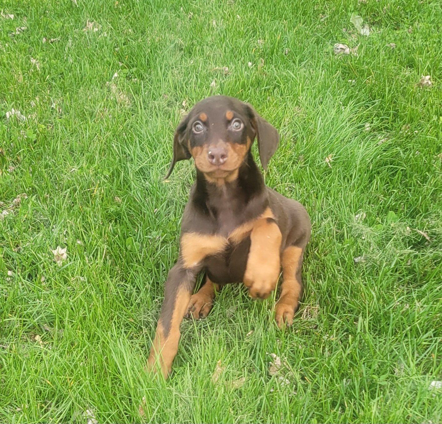 Red Female