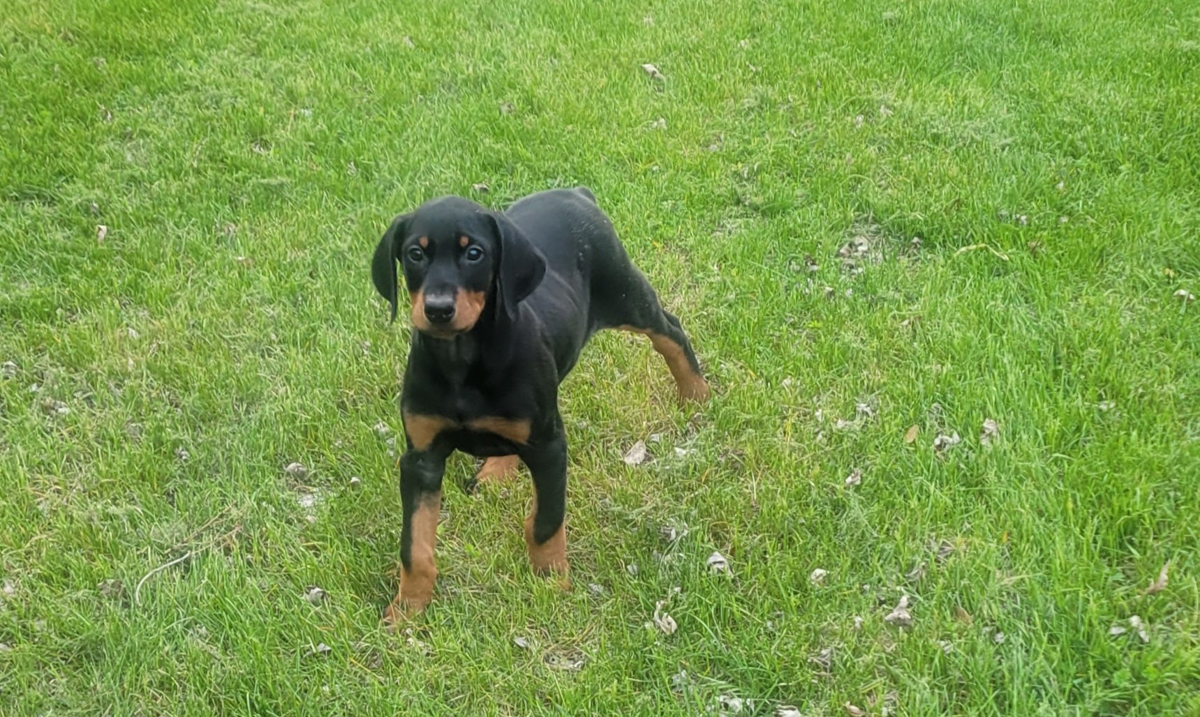 Black Male