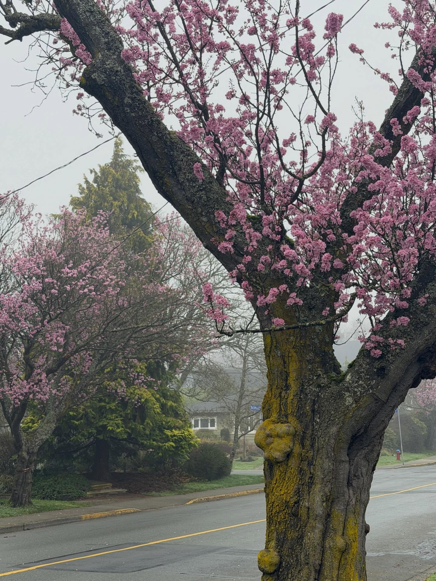 Third slide is my ten-year plan 🌿