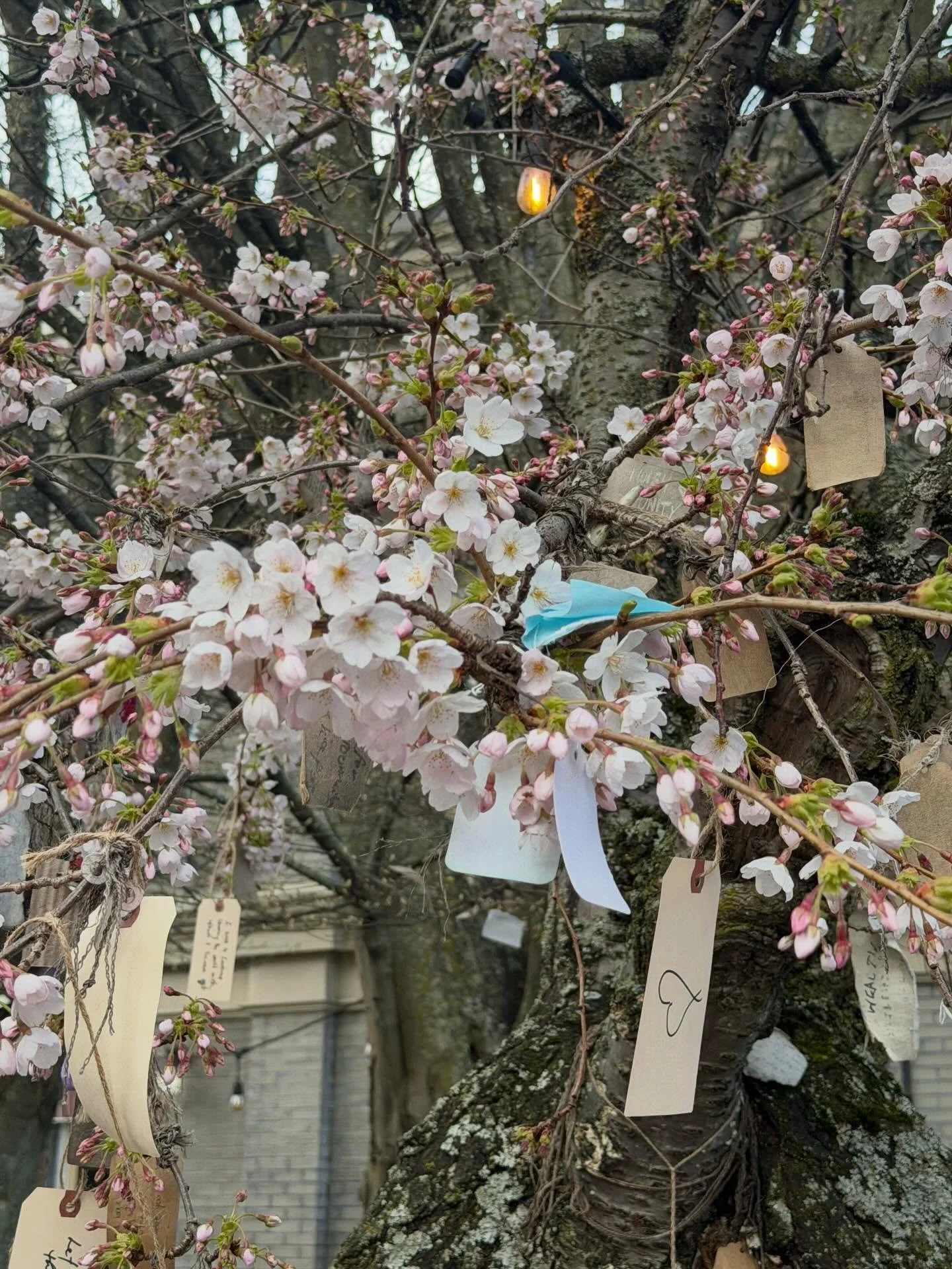 My biggest flex at the moment is that Victoria&rsquo;s cherry blossom season lasts three months 🌸 We went to a sakura festival today and those candied fruits are made from mung beans!