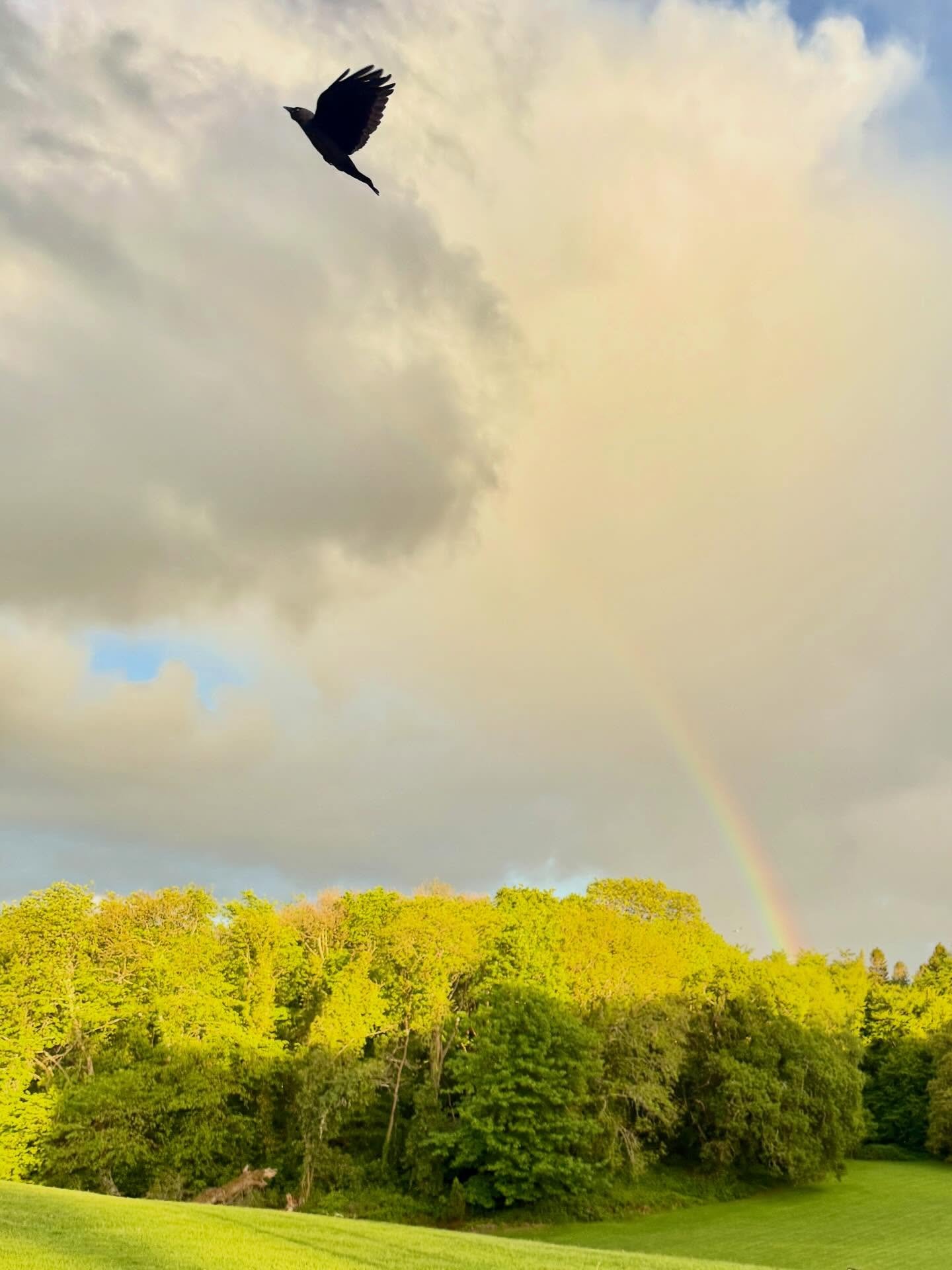 ☘️🐄🌈