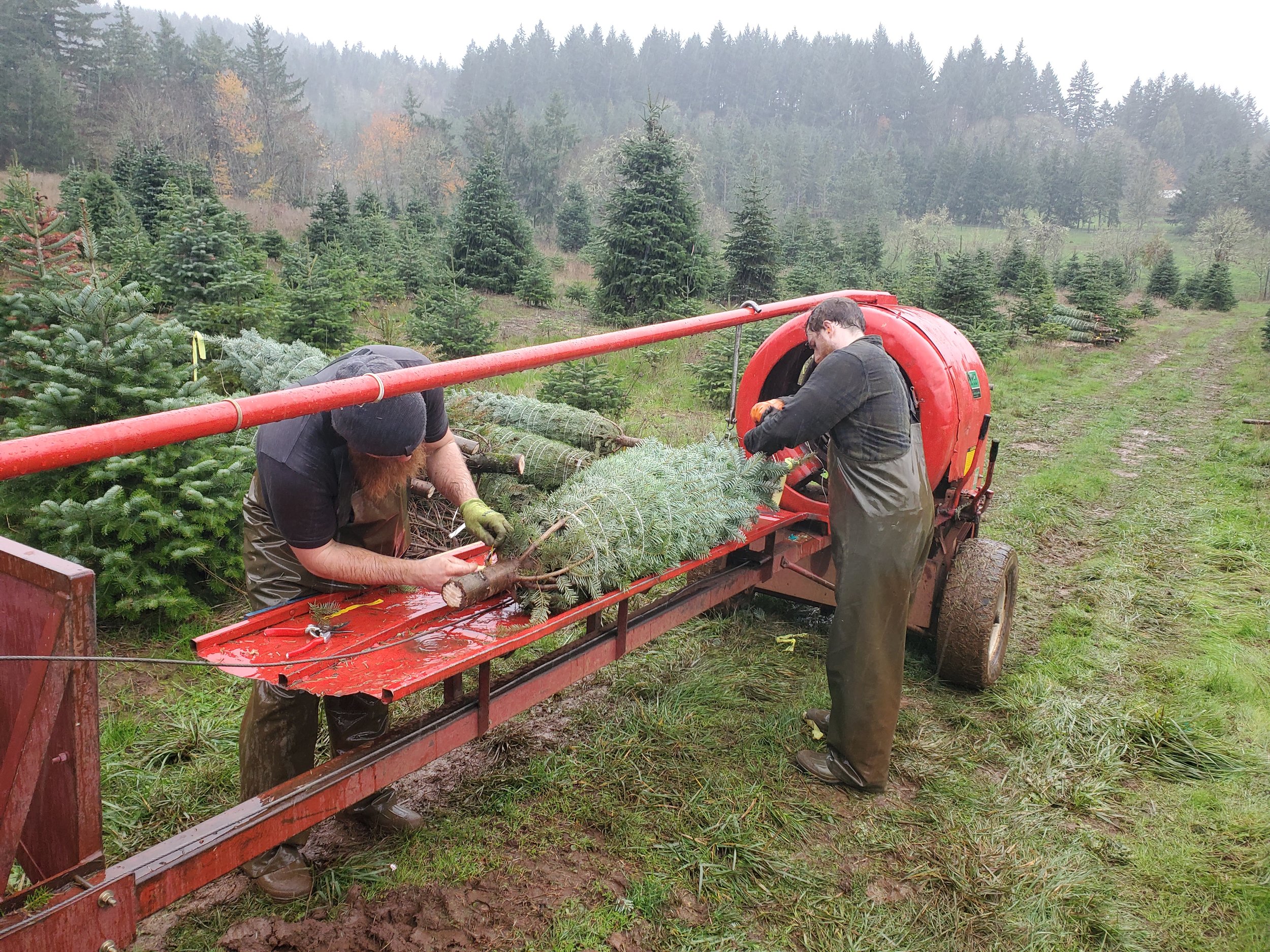 2021 Garrett and Cody Smith bale trees for shippping.jpg