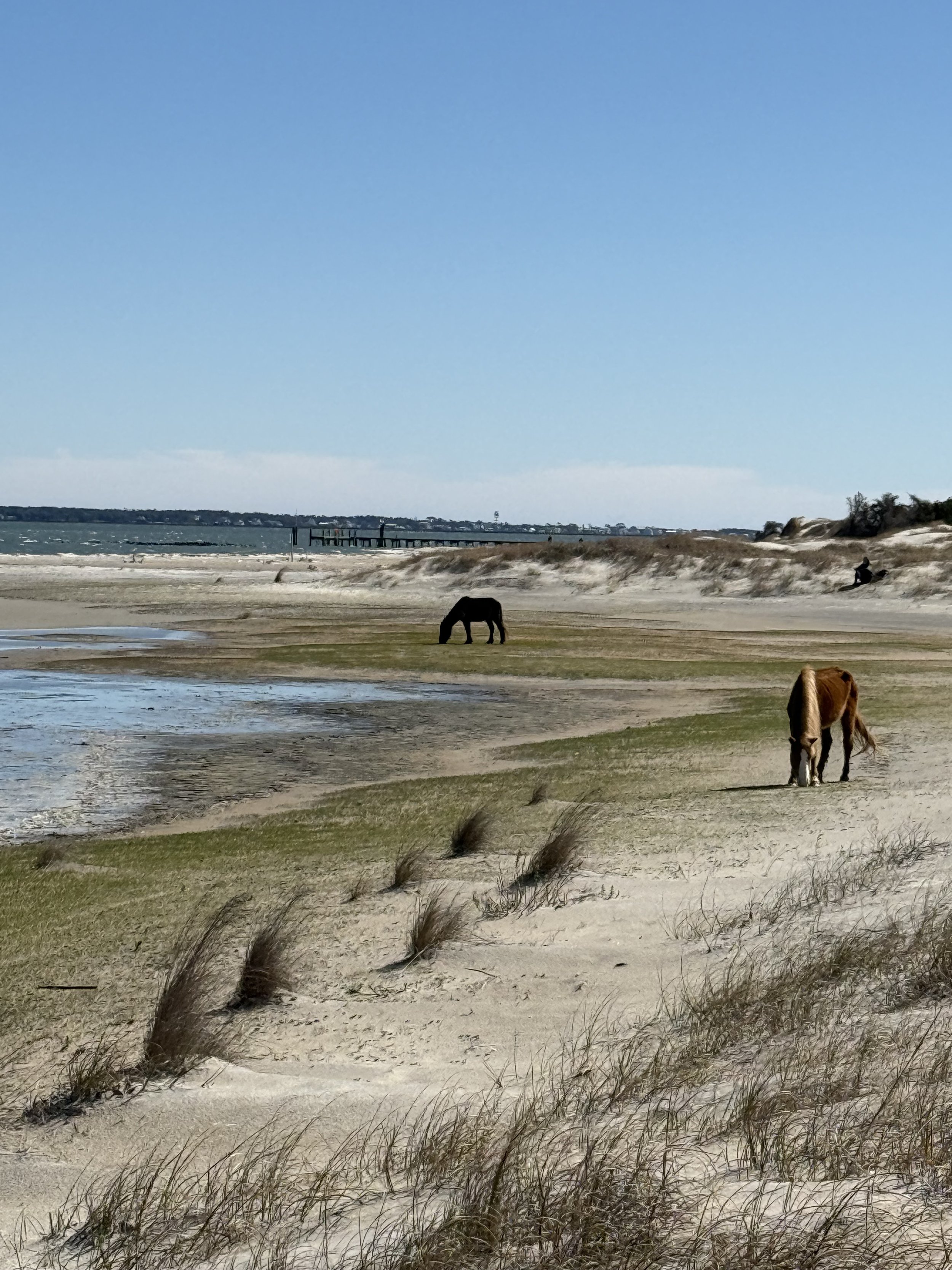 Horses on the Beach?