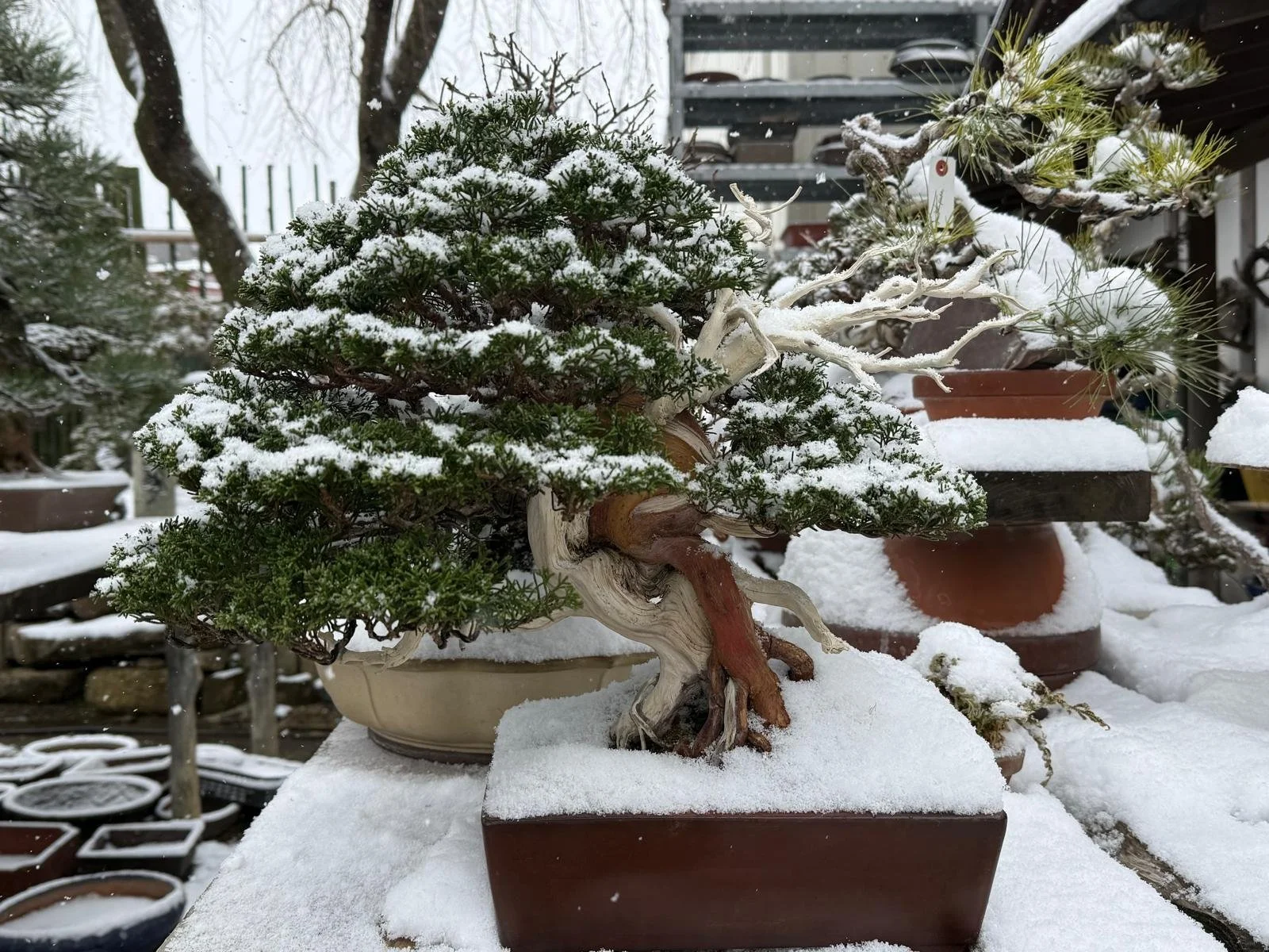 editada abdiel nieve.jpg