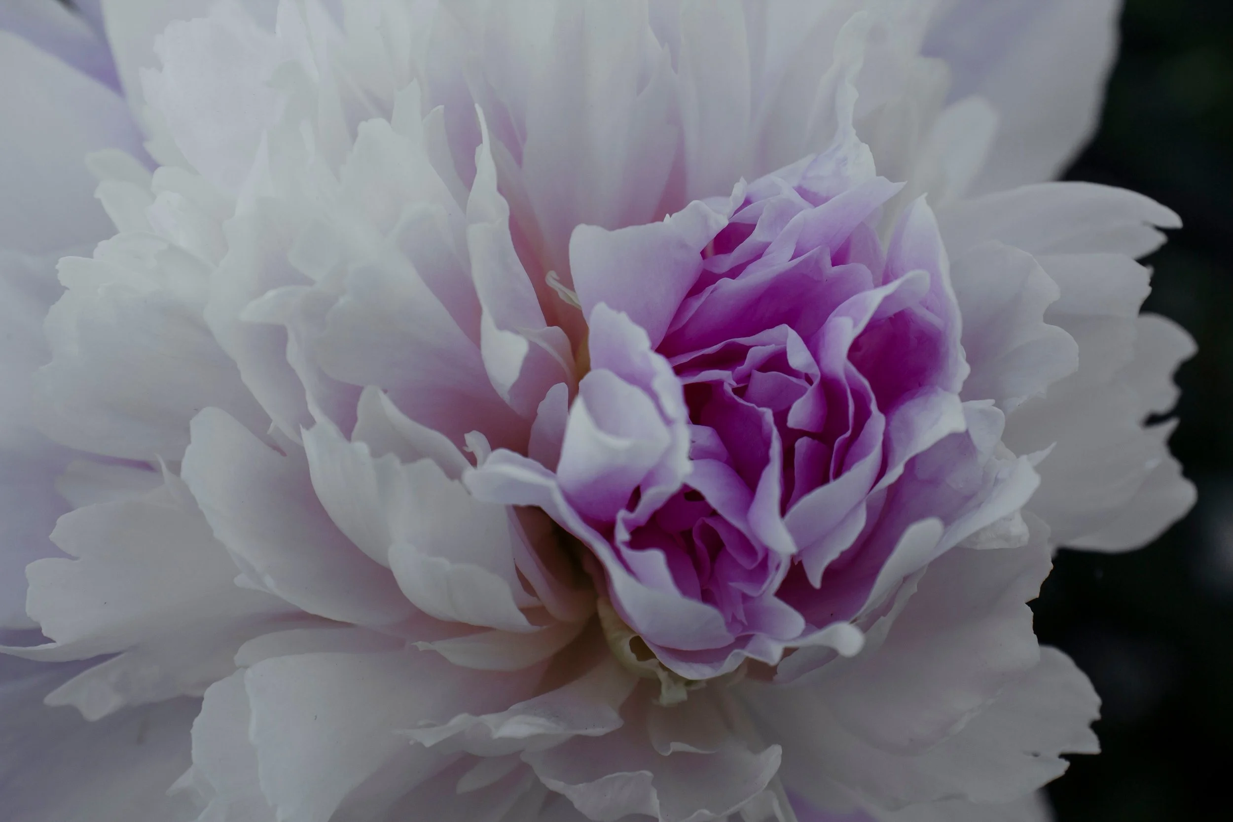 Second Spring: