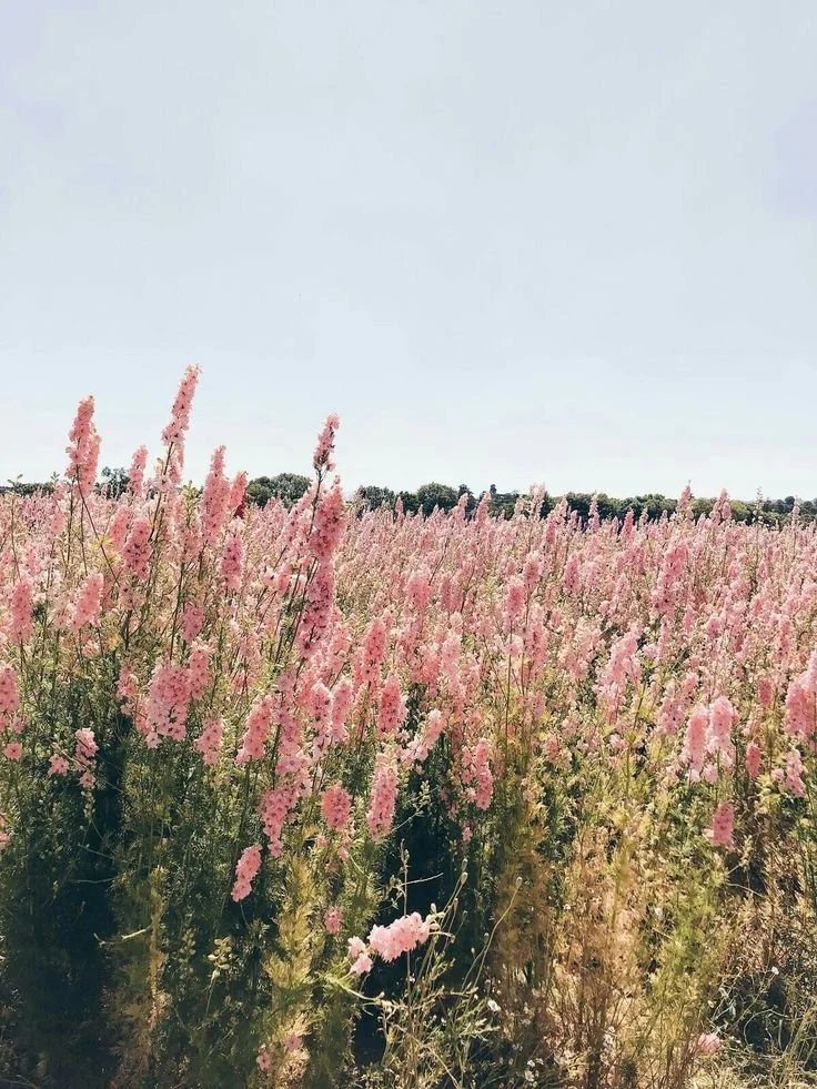 Field of pink flowers under a clear sky
