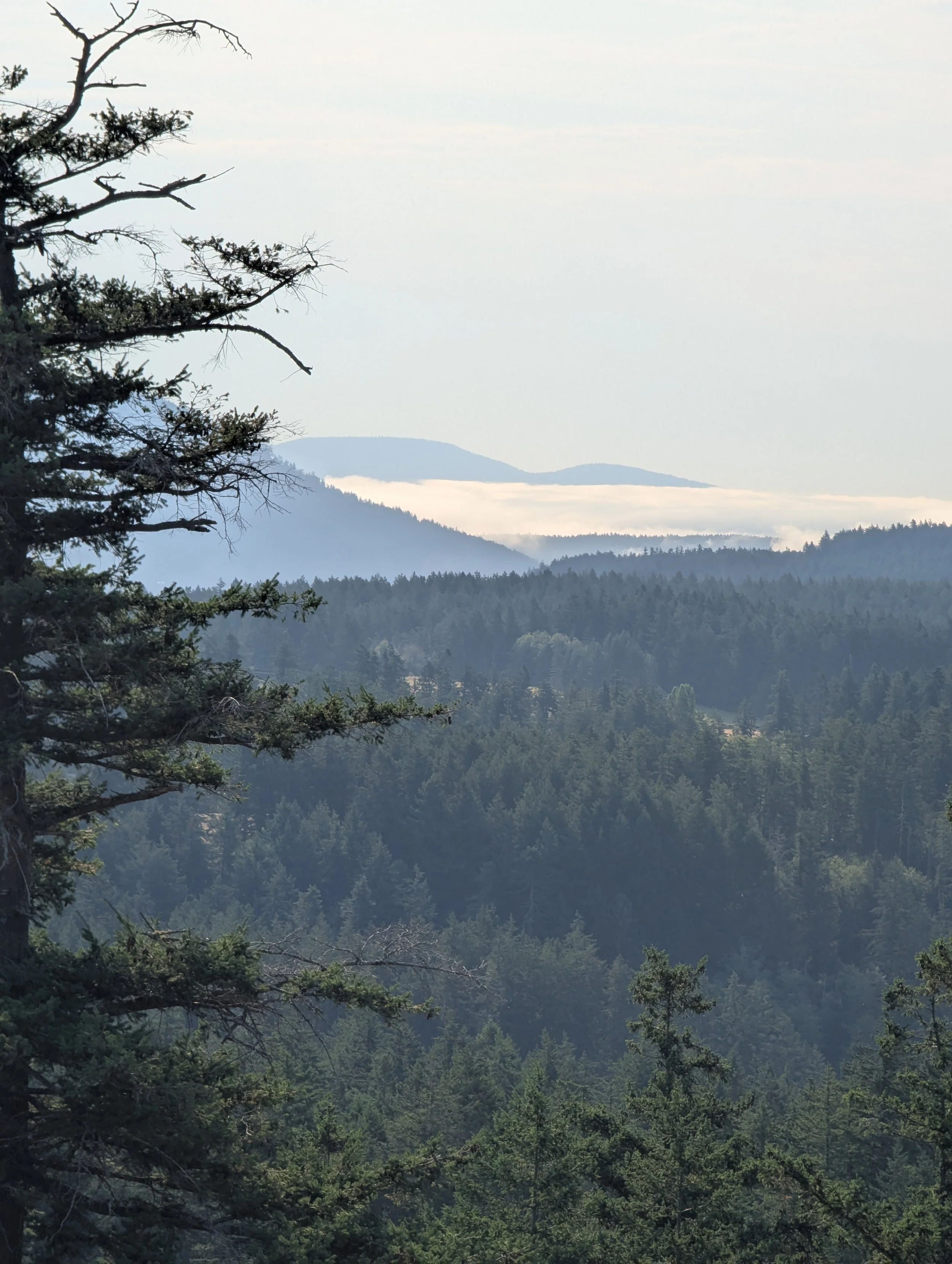 View of misty blue mountains and a densely forested landscape with tall trees in the foreground.