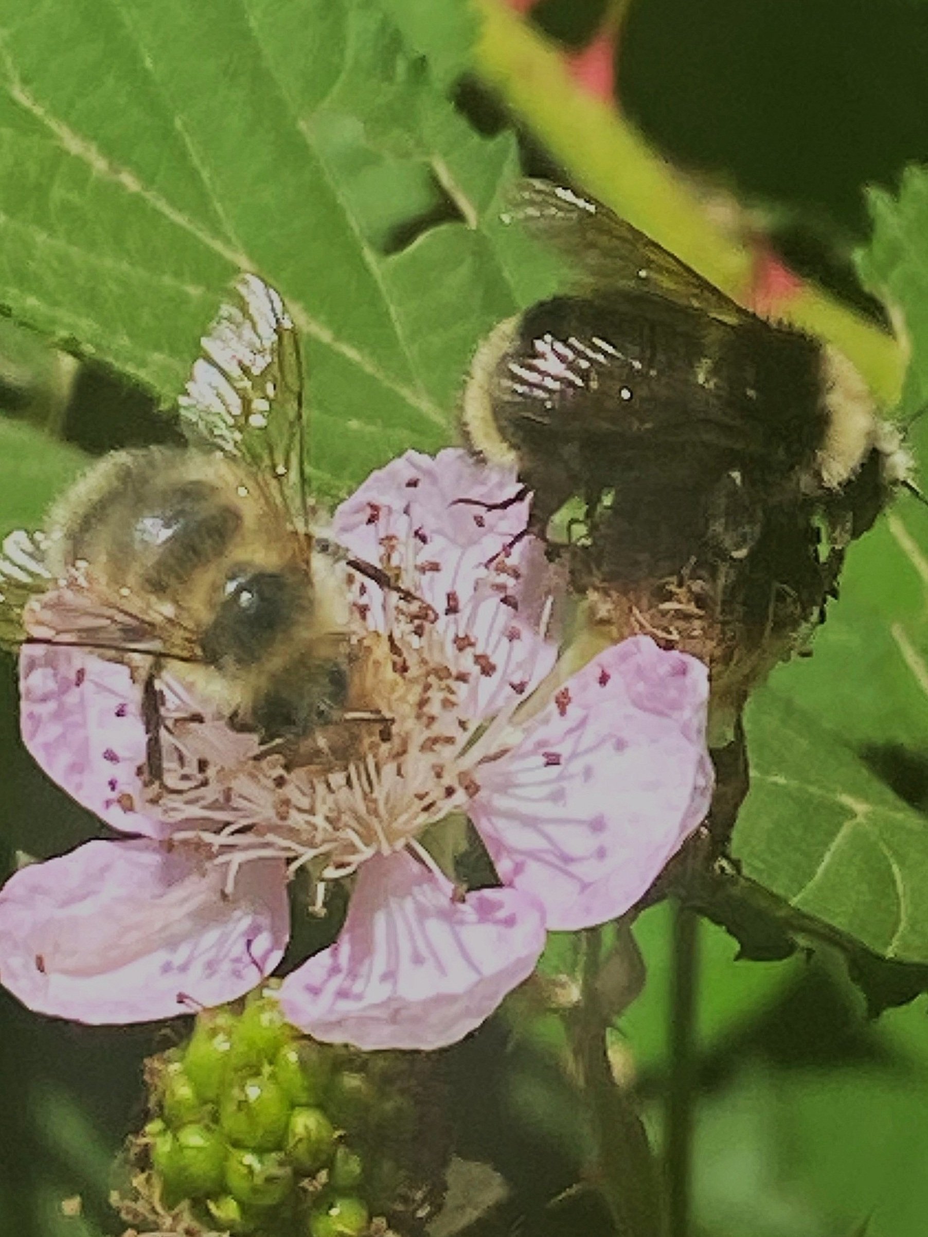 Close-up of two bees collecting nectar from a light pink flower surrounded by green leaves.