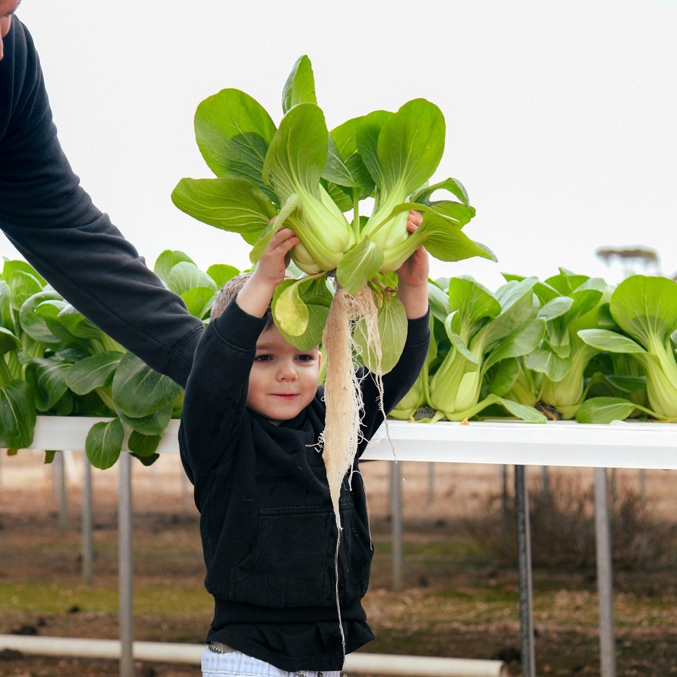 How could we not show you these photos of Leonardo helping us harvest today's bok choy? 🥬

It&rsquo;s the little moments like these reminds us how lucky we are to share what we love with our little ones. We hope one day they'll look back on these mo