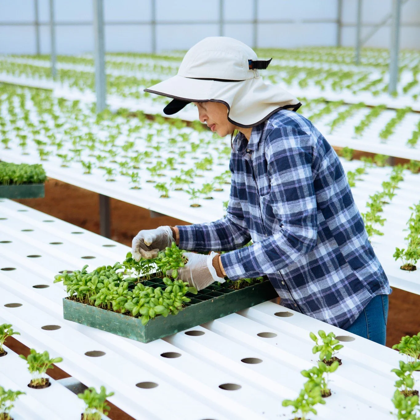 Behind every fresh delivery is a team of hardworking people who show up each day with care, dedication and plenty of pride in what we do 🌱

From the early starts to the final pack, our team plays an important role in bringing fresh produce from our 