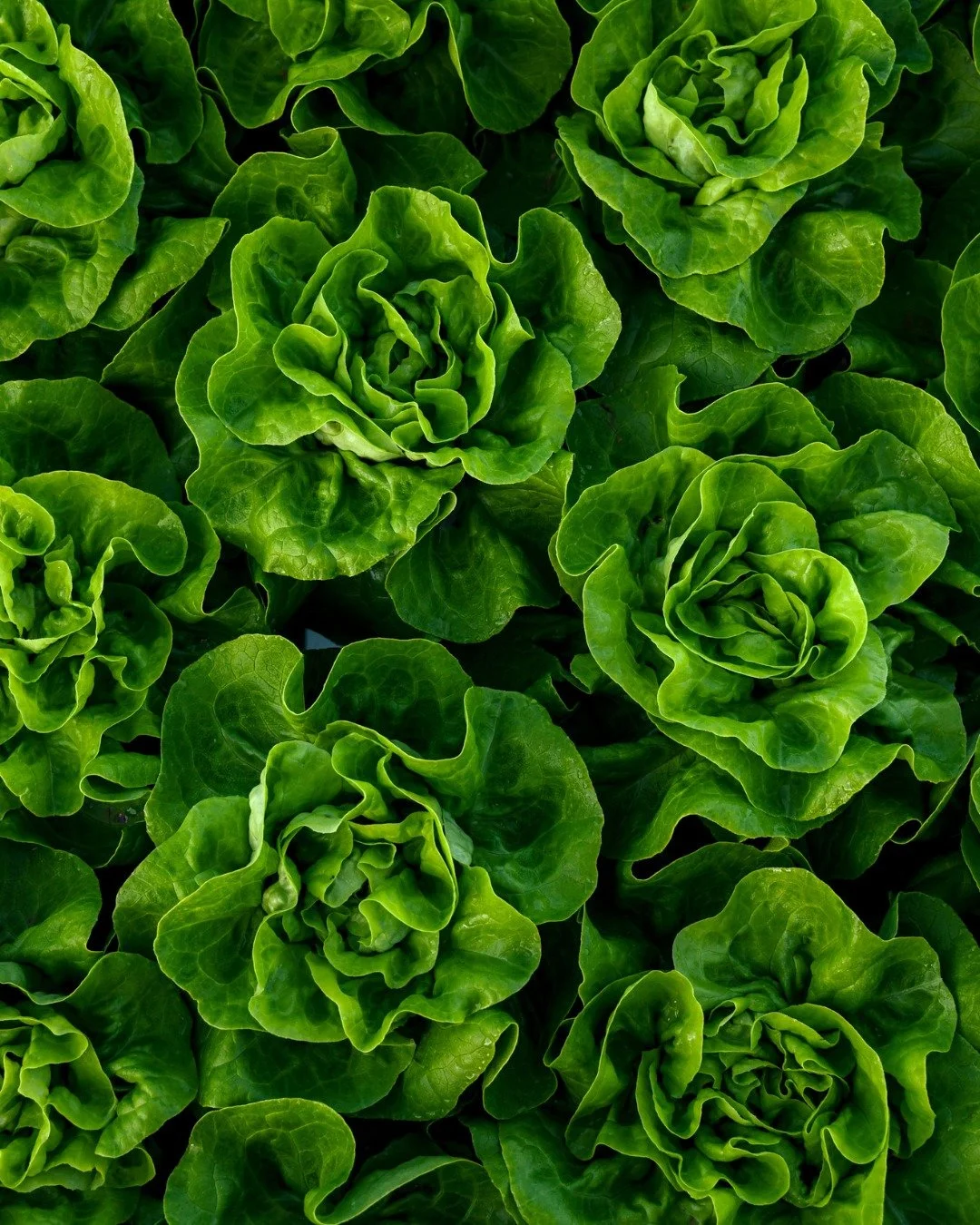 Different shapes, different colours, all grown with the same love and care 🌱

From vibrant greens to deep reds, every variety plays its part.

Swipe through to meet a few of the lettuces that are part of the Adelaide Hydro Fresh family.

#AdelaideHy