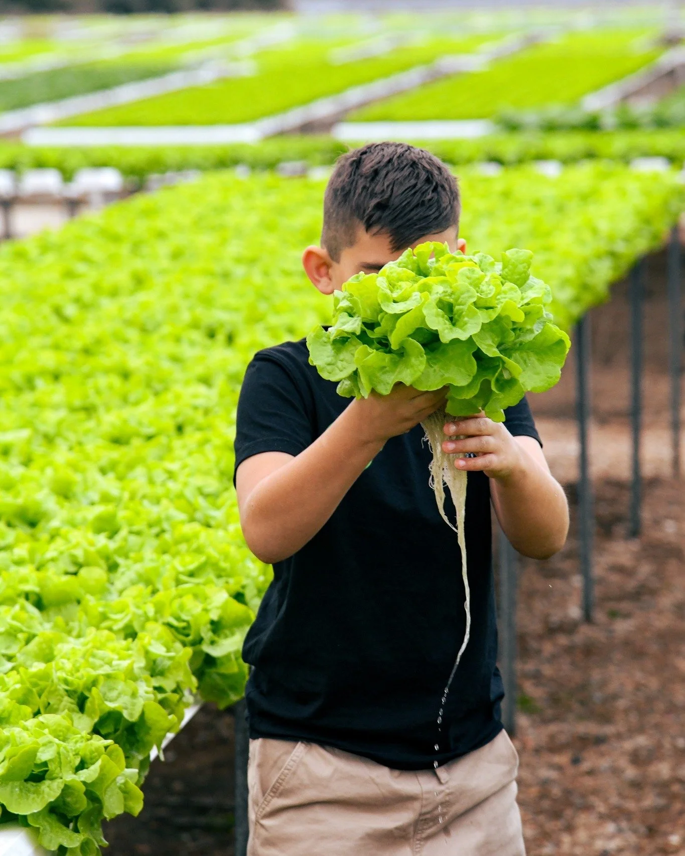 Now that's a good pick 🥬

We harvest our lettuce when it's at its freshest, so every head is as crisp, vibrant and full of flavour as it should be.

#AdelaideHydroFresh #Lettuce #SouthAustralian