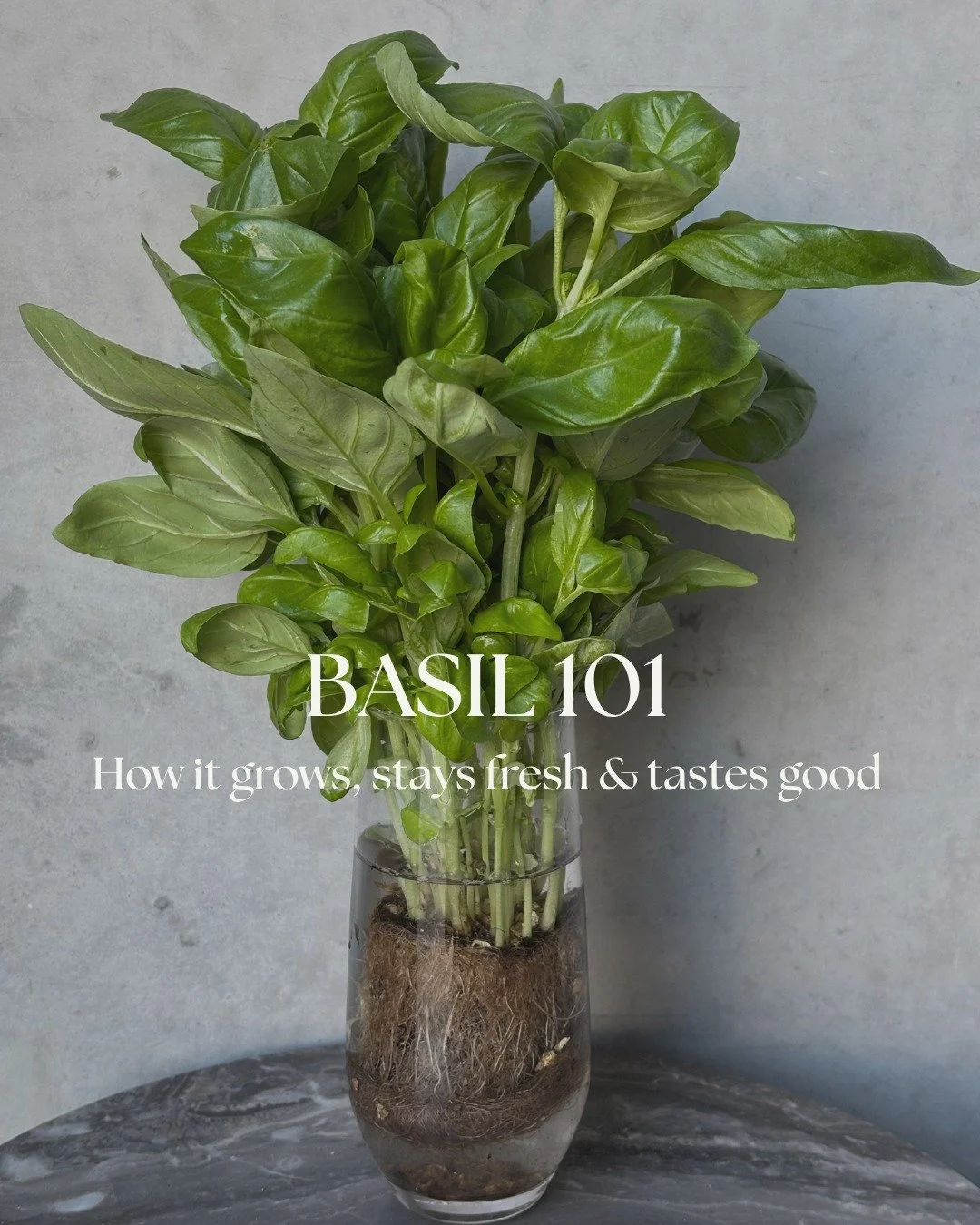 We love fresh basil for more than just its flavour 🌿

From the way it's grown to the fragrant leaves that make it a kitchen favourite, there's plenty happening beneath the surface.

What's your favourite way to use our basil? 

#lettucefarm #harvest