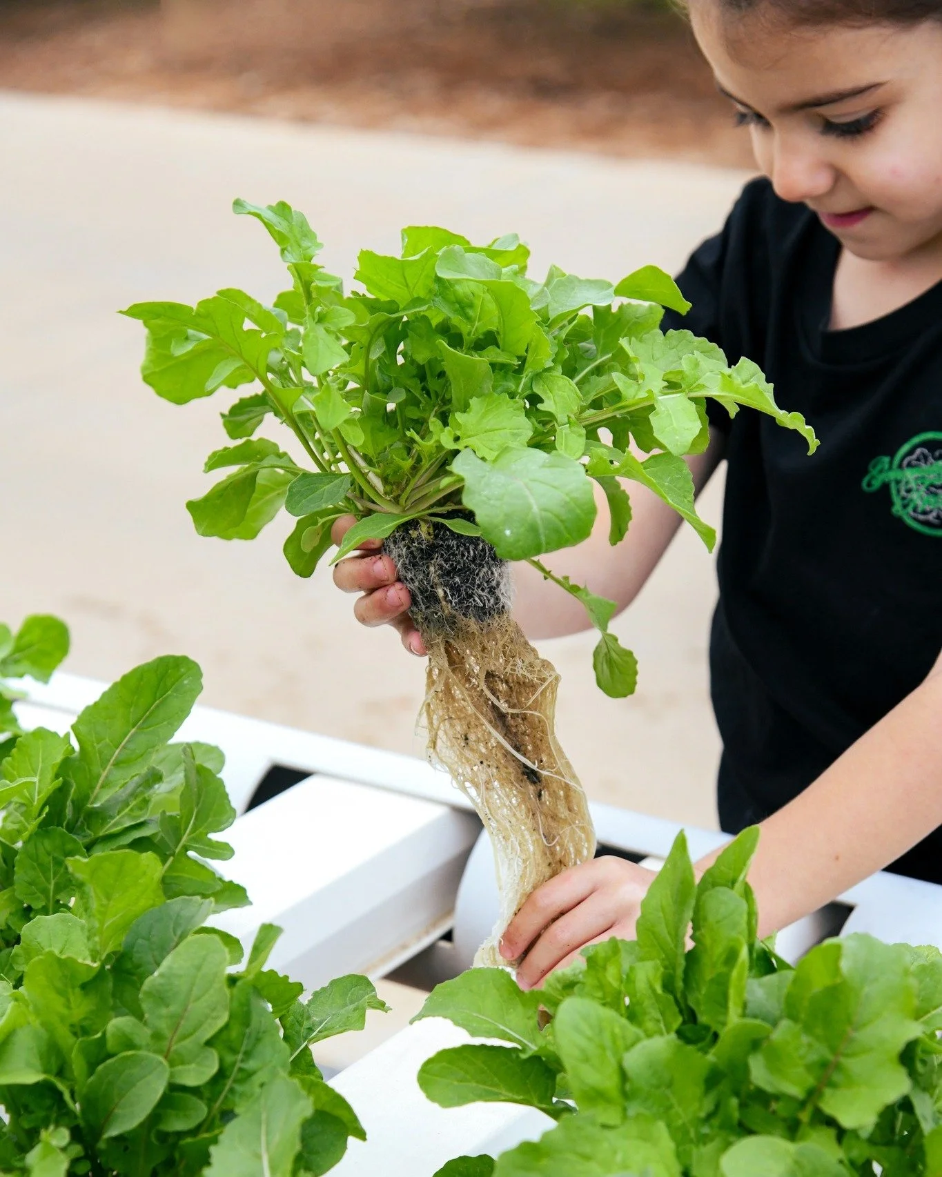 Rocket straight from the farm, with one very happy little helper to show it off 🌱

Fresh, crunchy and grown right here at Adelaide Hydro Fresh. From little seedlings to bunches ready to make their way into local shops, it all starts right here on th