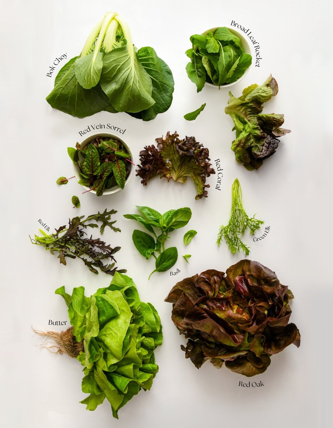 Know your greens? 🌱

Putting some names to the faces around here. Some familiar favourites, some you might not know just yet, and plenty of ways to put them to good use.

#AdelaideHydroFresh #FreshProduce #Lettuce #Herbs #PickALocal