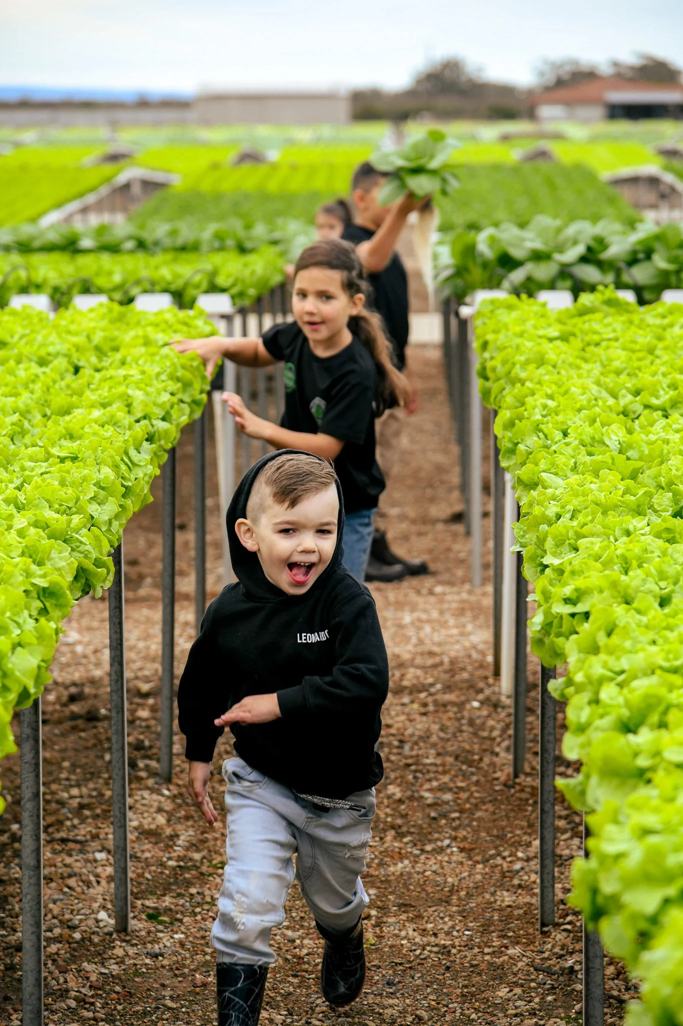 Children in a greenhouse harvesting lettuce, with green plants on either side of the pathway.