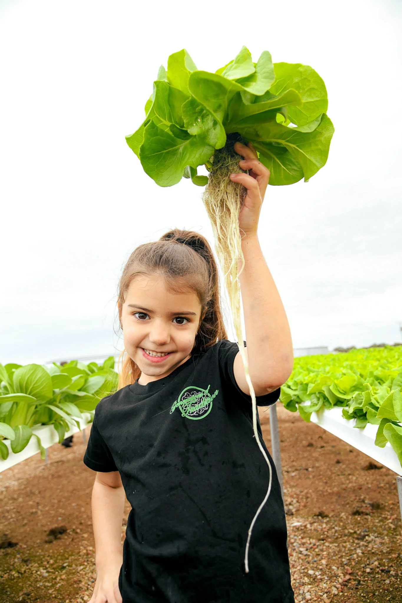 A young girl with brownhair in a ponytail holding a large bunch of lettuce in a farm field.