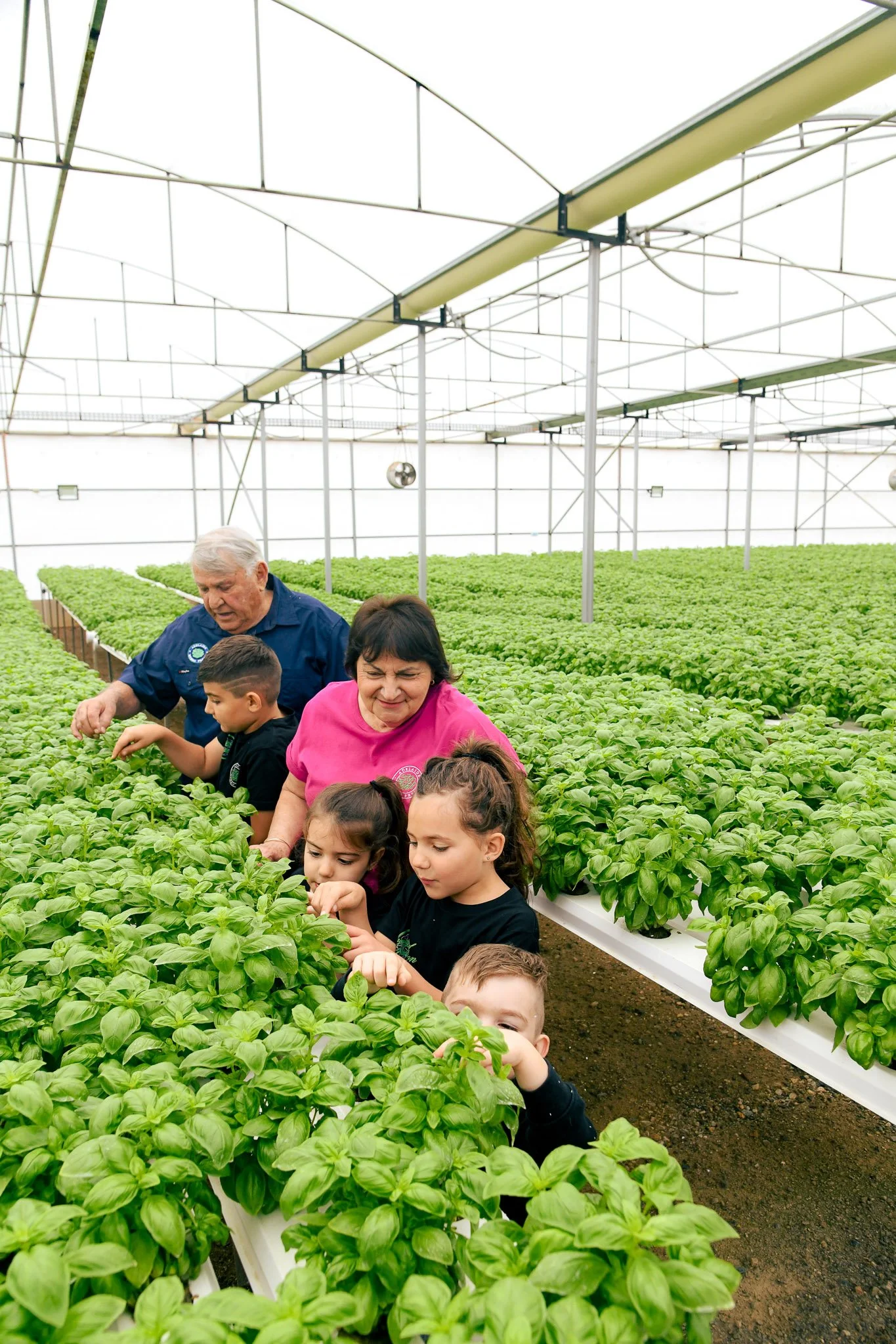 Children and adults in a greenhouse tending to rows of basil plants.