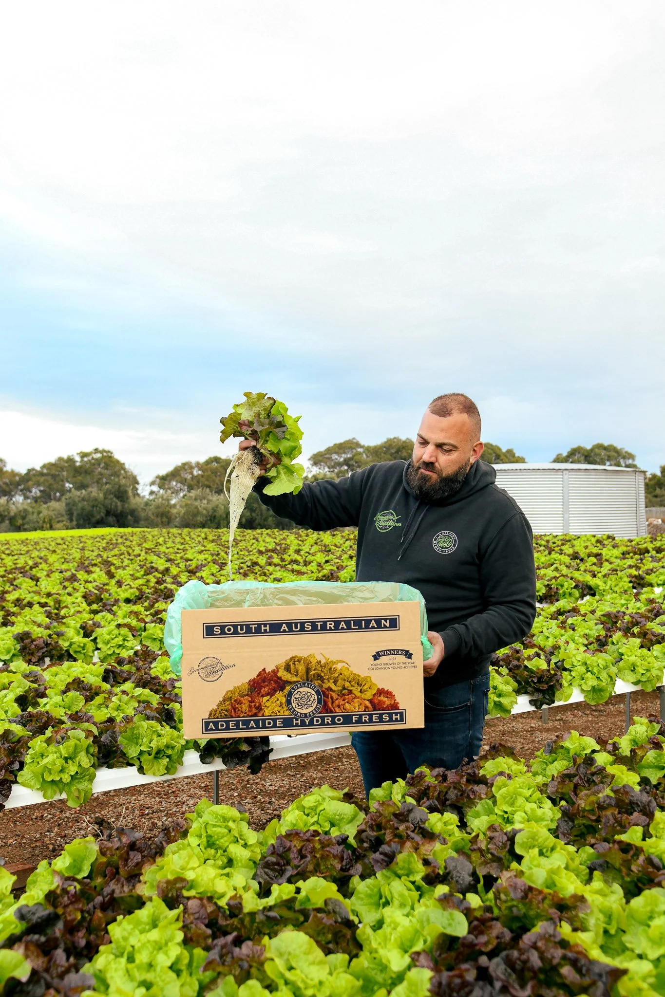 Mark holding up lettuce in lettuce farm.