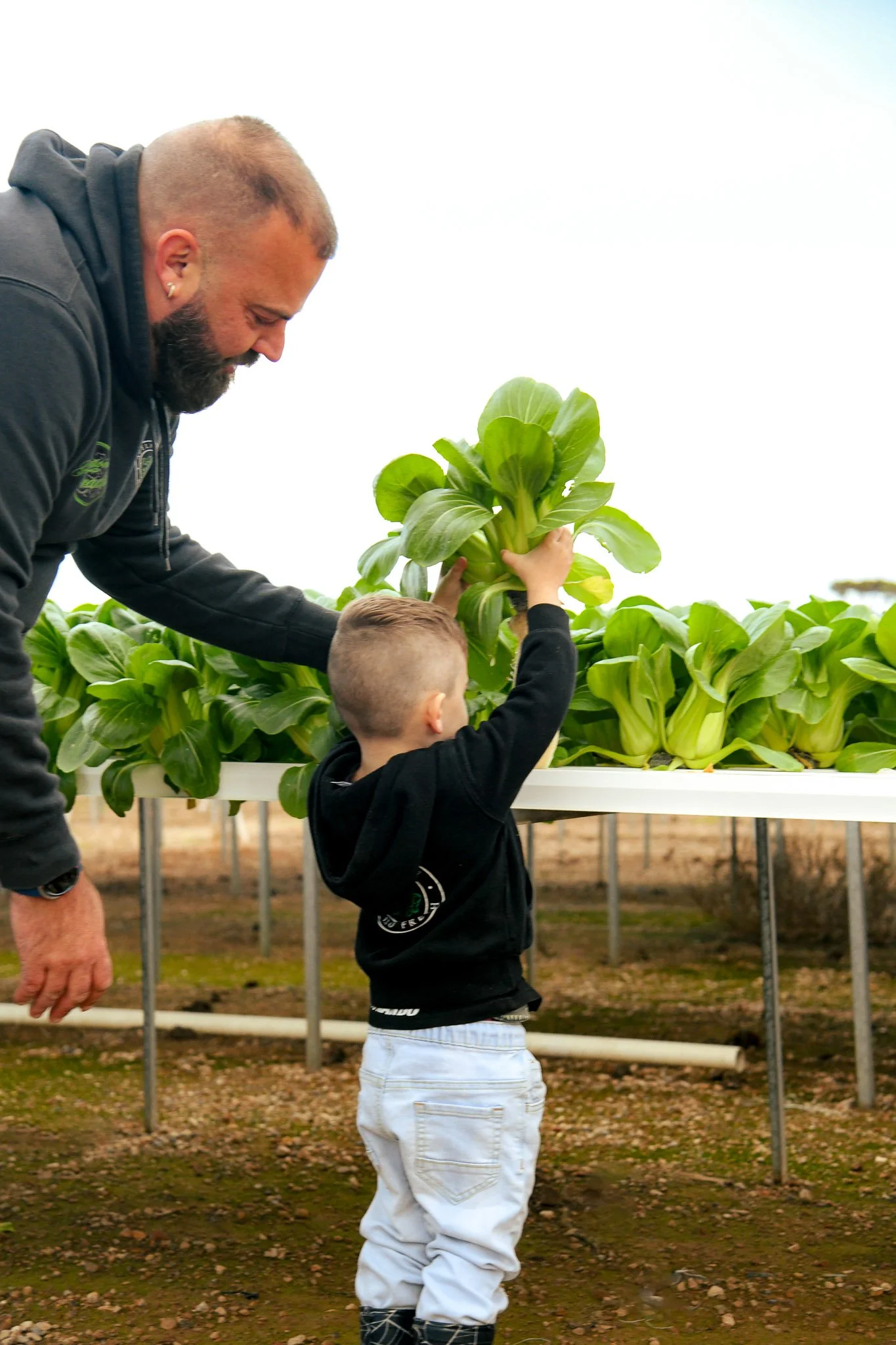 Mark and his son harvesting lettuce in a greenhouse. 