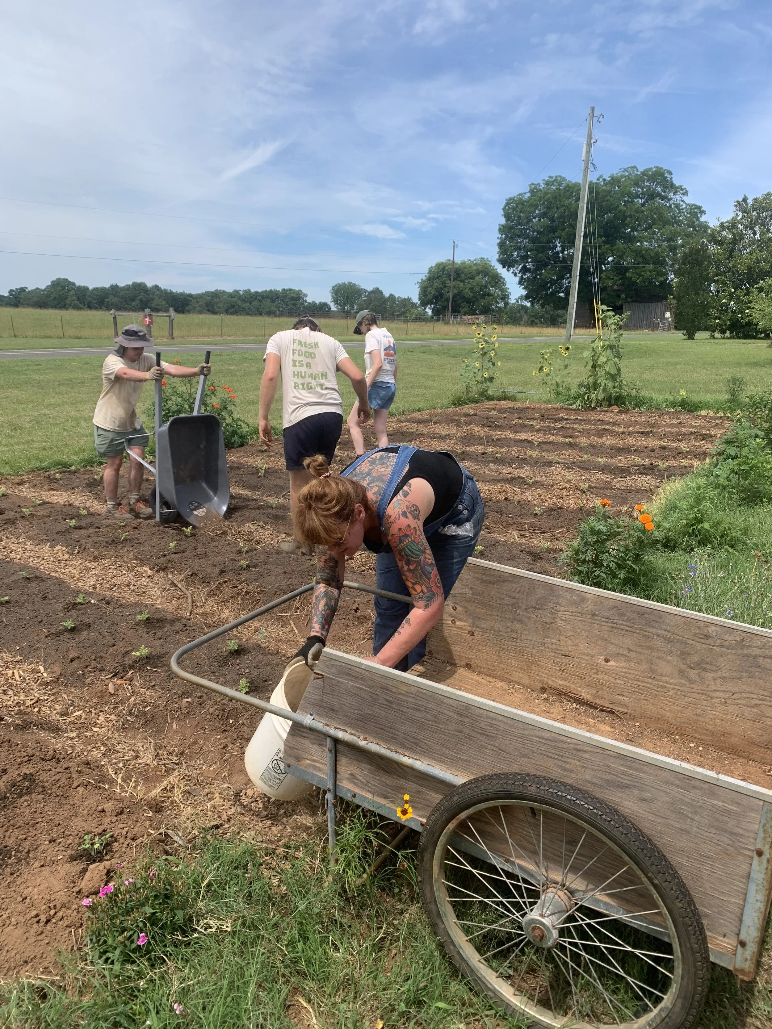 Several people dumping compost over rows in a garden
