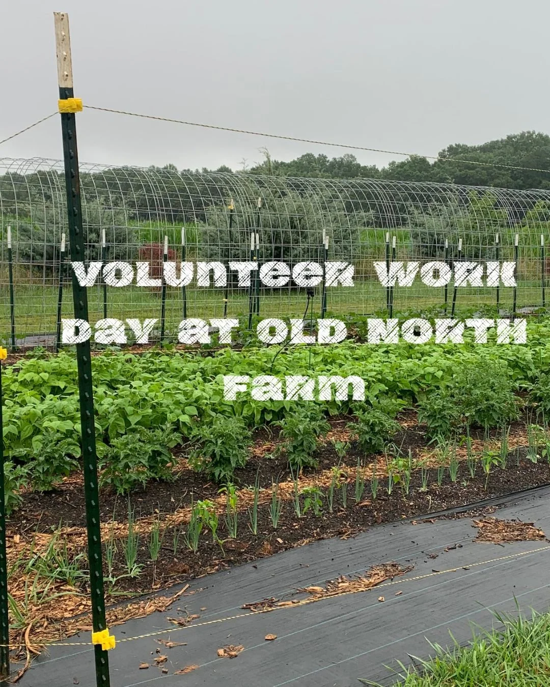 Garden Work Day! 