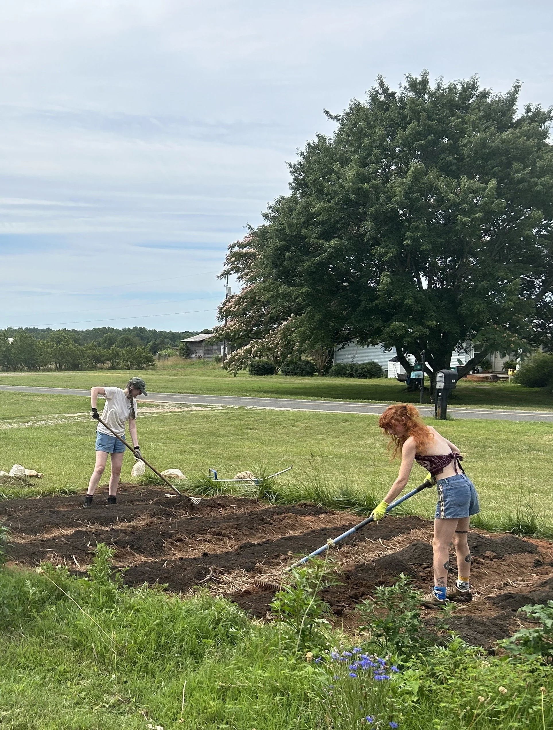 Two women working in a garden plot