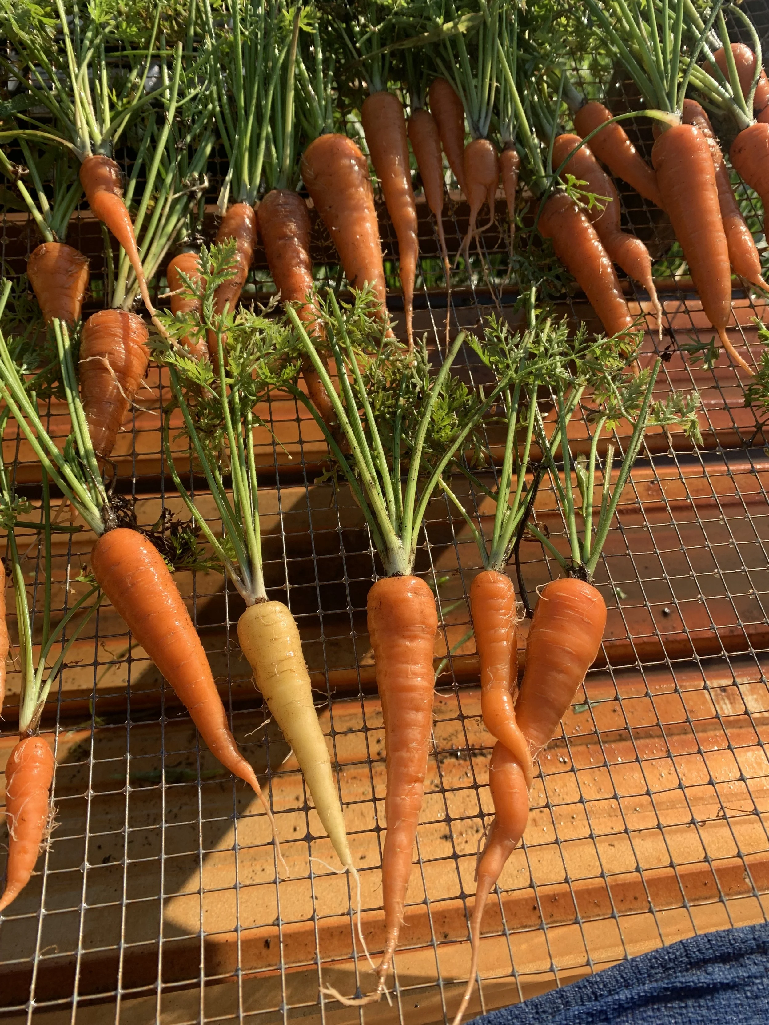 Carrots laying on a wire tabletop