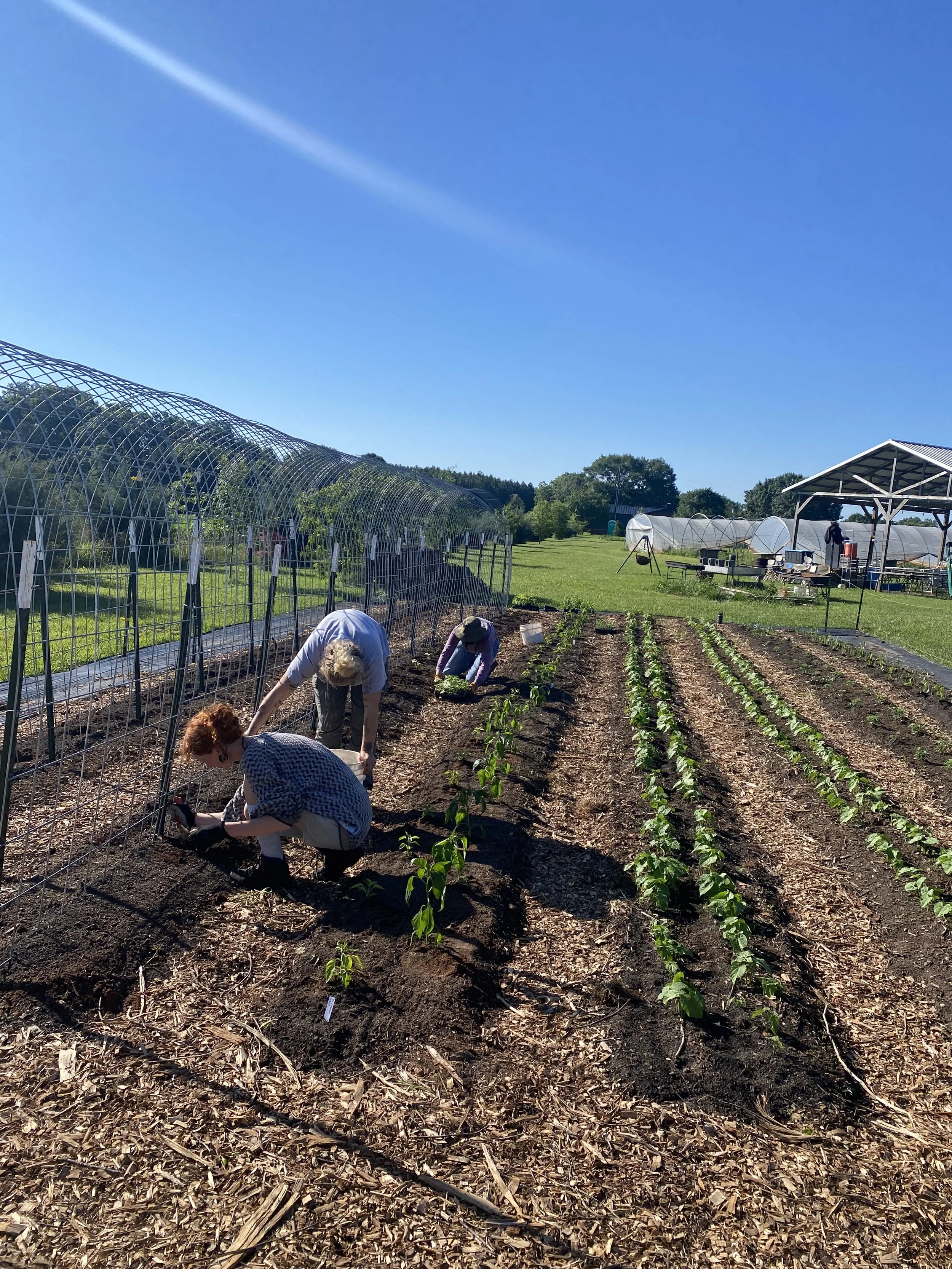 Three people planting small plants in one row of a garden plot