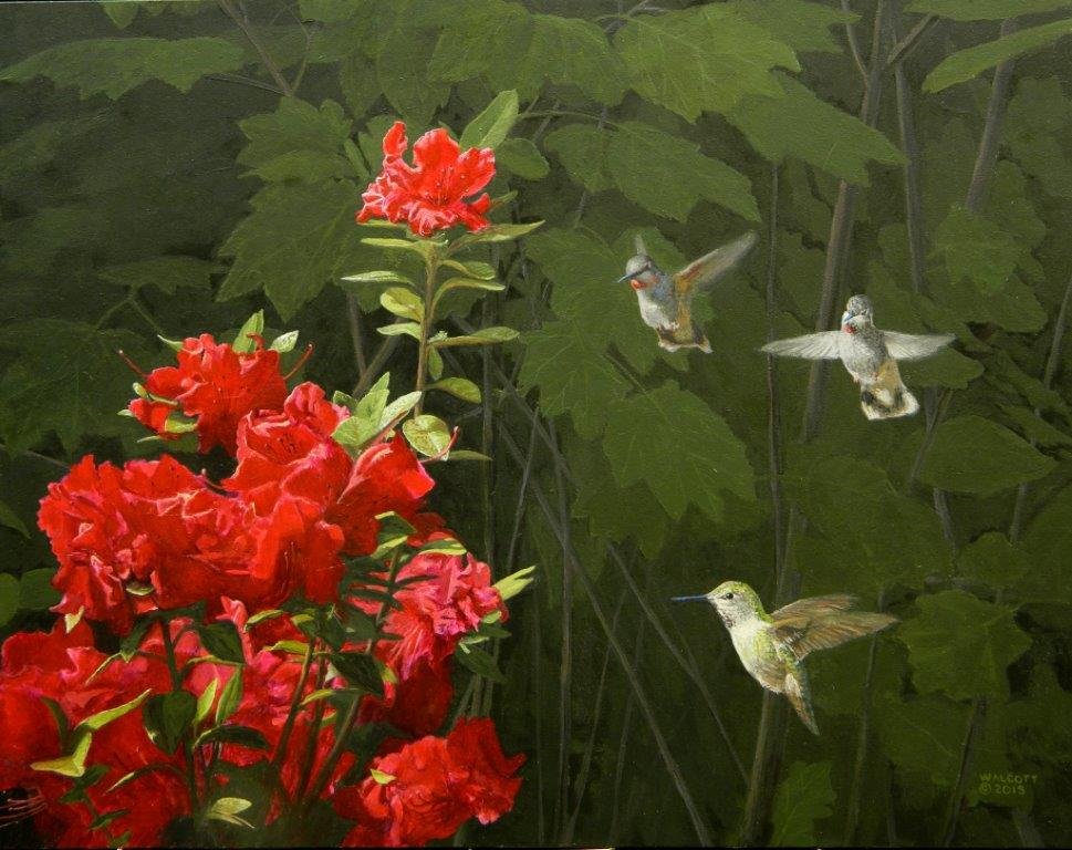  Three Hummers with Azaleas  acrylic, 11" x 14"