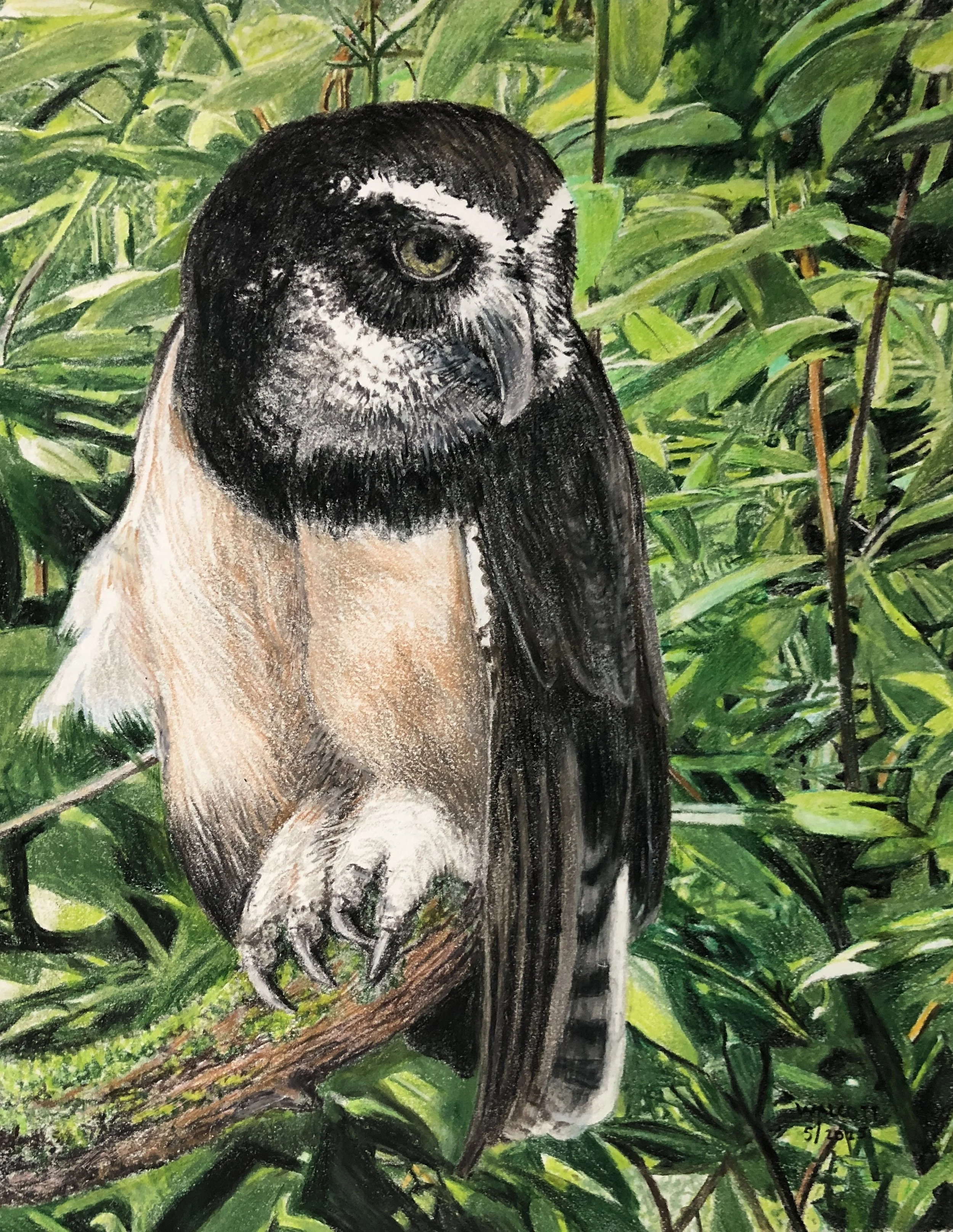  Spectacled Owl  colored pencil, 10" x 8"
