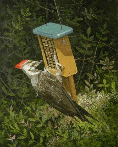  Pileated Woodpecker At Dinner  acrylic, 10" x 8"