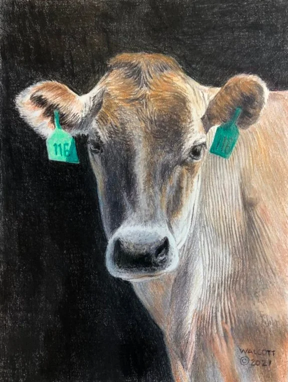  Number 116, Cow Portrait  colored pencil, 8" x 6"