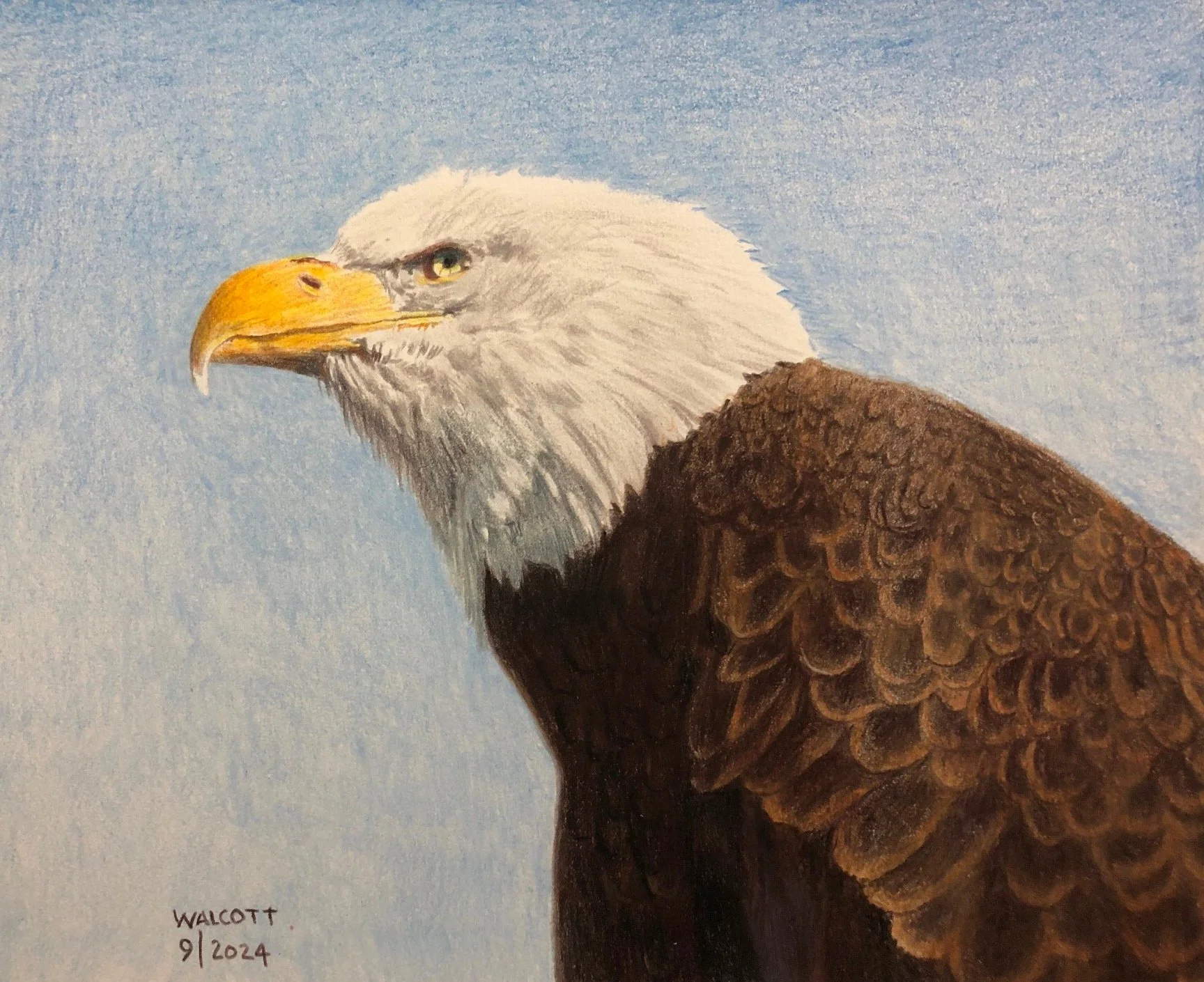  Eagle Portrait  colored pencil, 8" x 10"