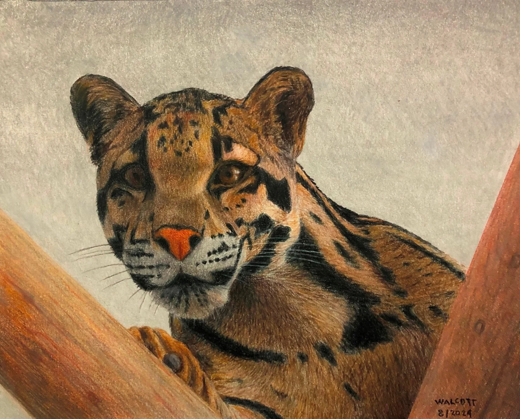 Clouded Leopard  colored pencil, 8" x 10"