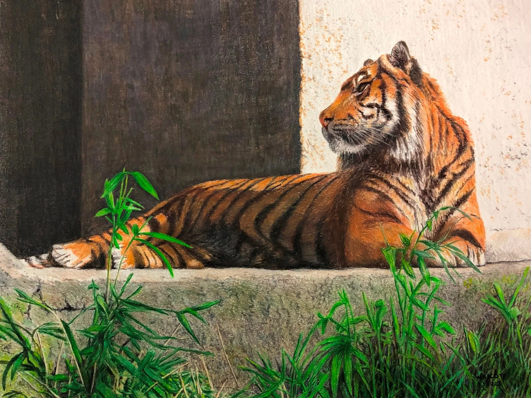  Resting Tiger  colored pencil, 12" x 16"