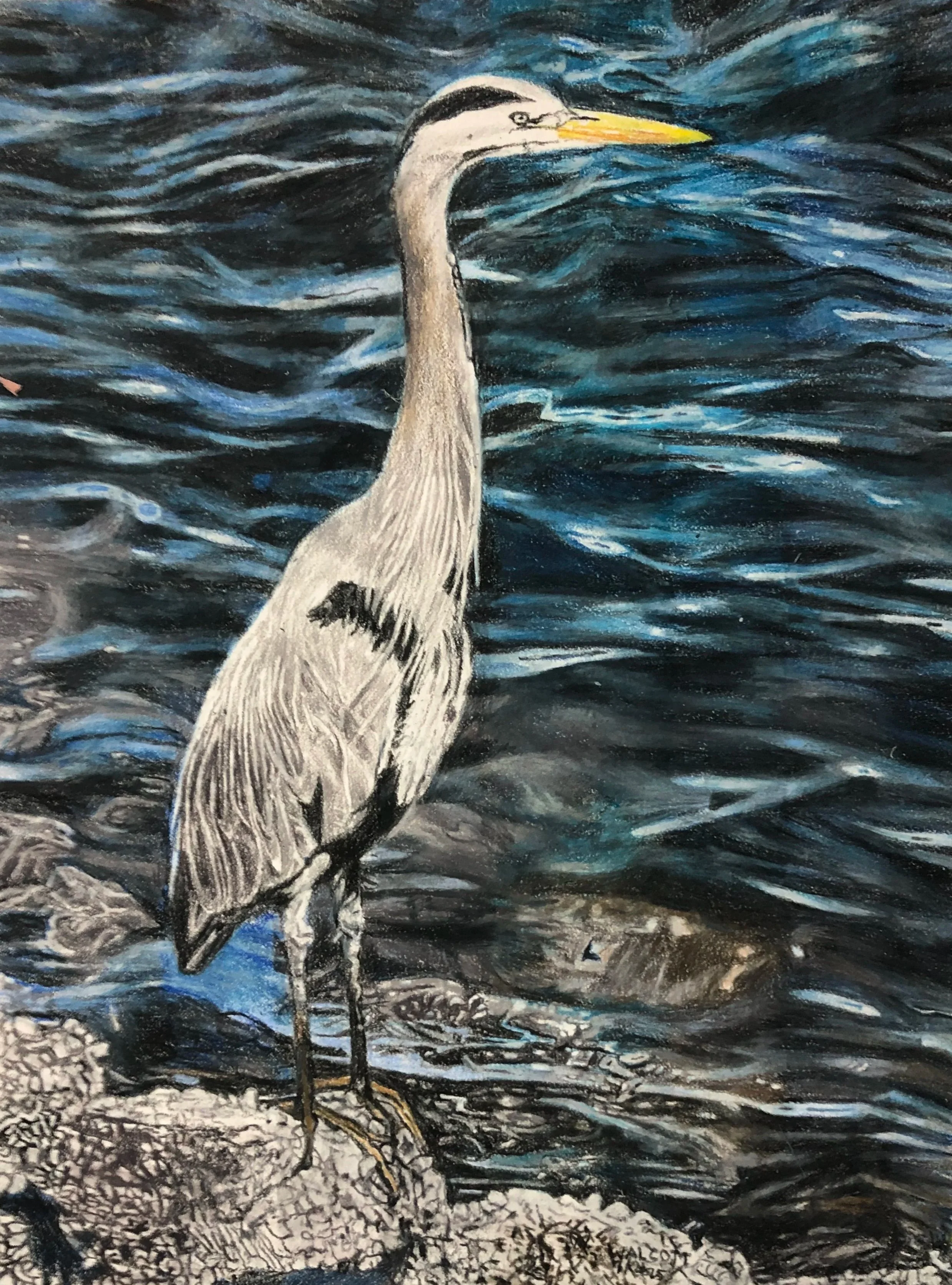 Heron and Blue Water  colored pencil, 12" x 9" from a photo by Merle Jones