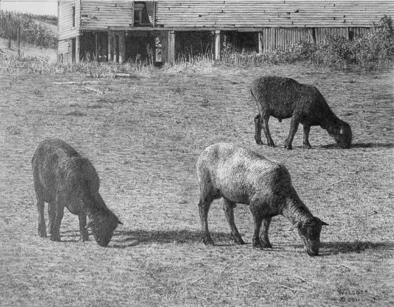  Sheep Safely Grazing  graphite, 8.5" x 11"