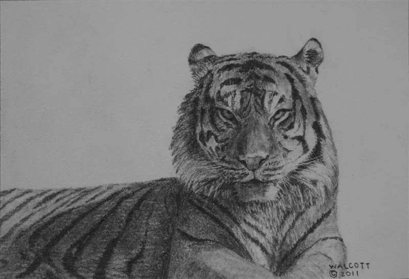  Tiger Portrait  graphite, 5" x 7"