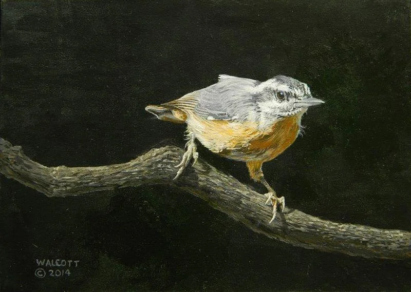  Nuthatch on Branch 3  acrylic, 5" x 7"
