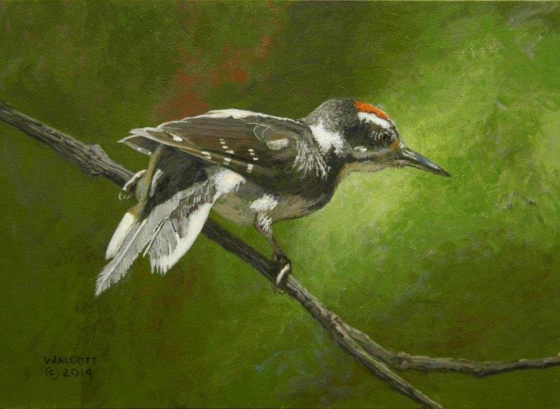  Hairy Woodpecker on Branch  acrylic, 5" x 7"