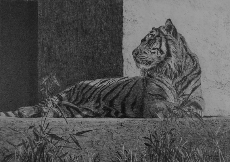  Resting Tiger  graphite, 10" x 7"